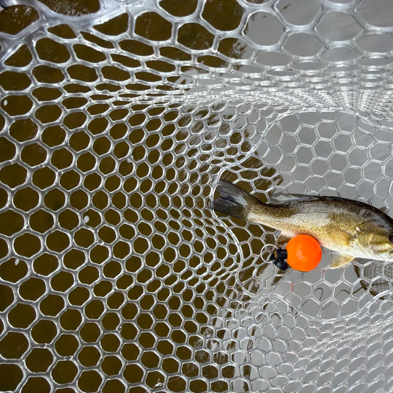 Smallmouth bass caught on Fishbrain