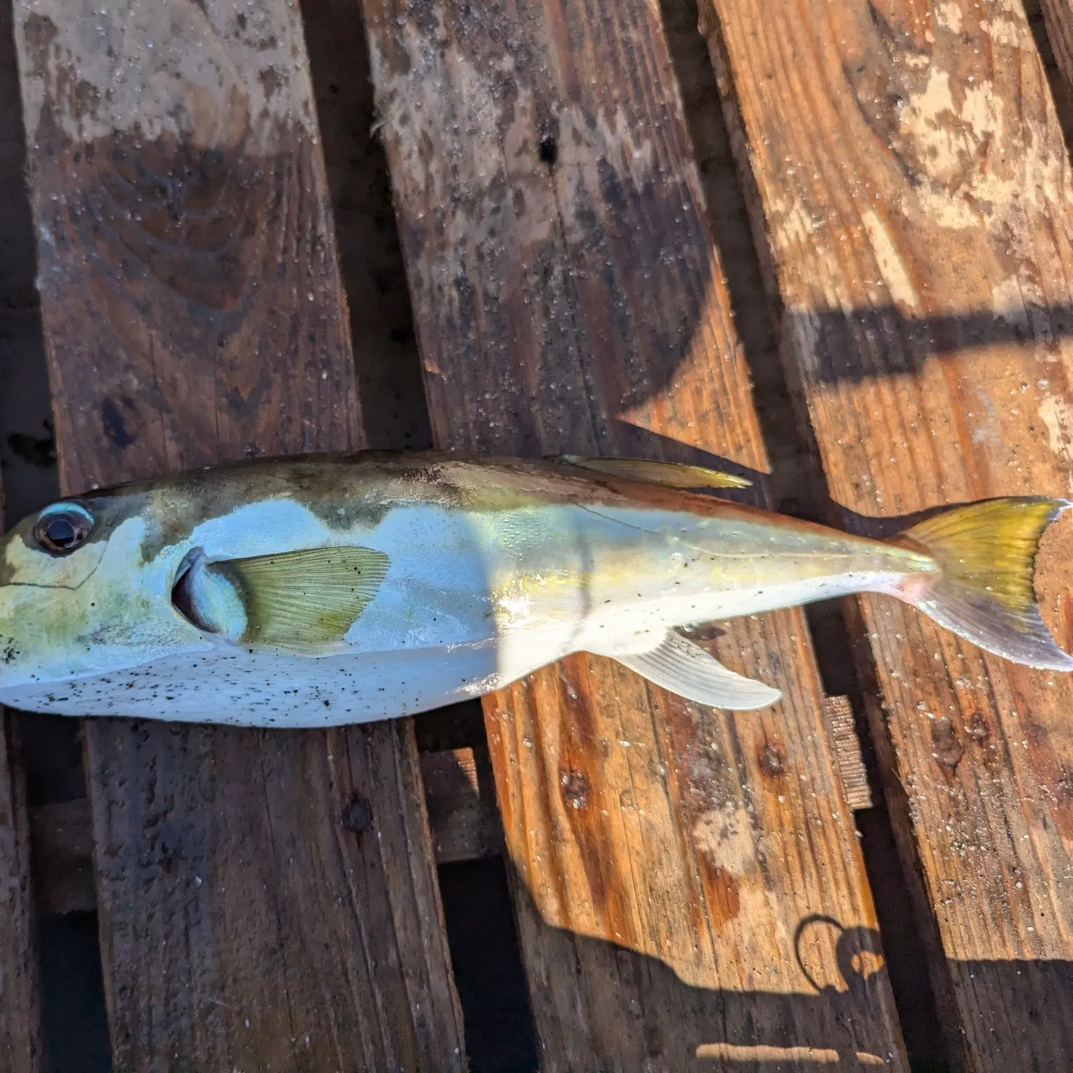 recently logged catches