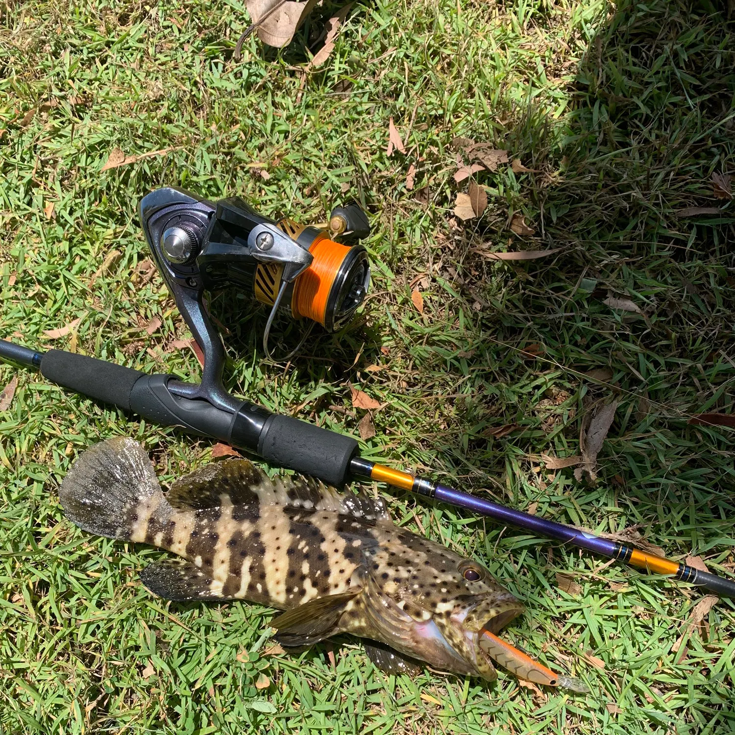 The most recent Malabar grouper catches on Fishbrain