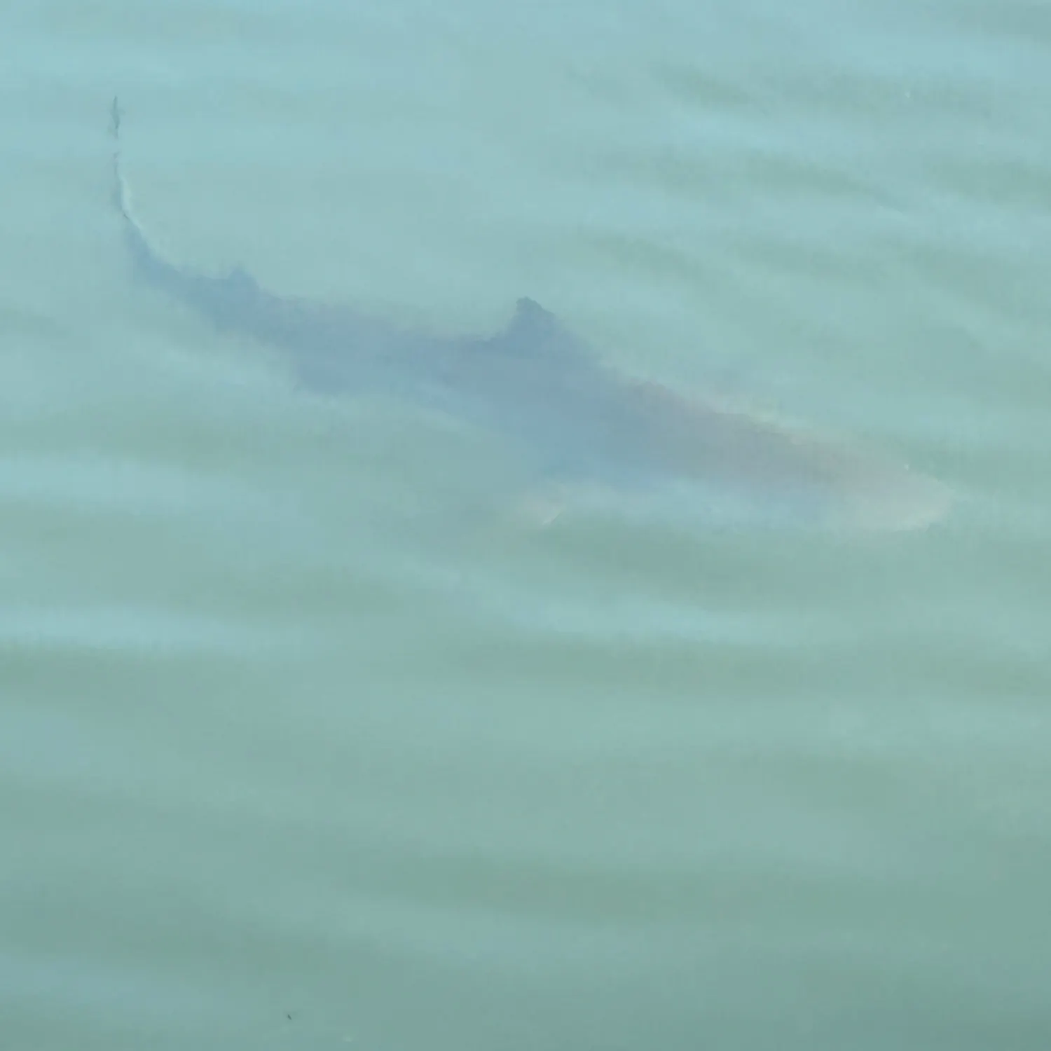 Sandbar shark caught on Fishbrain