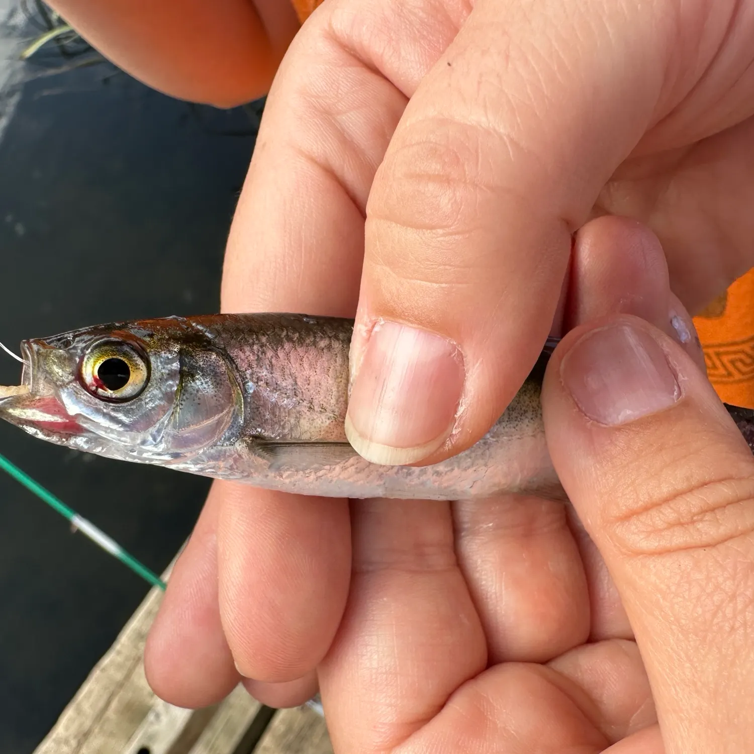 Common bleak caught on Fishbrain