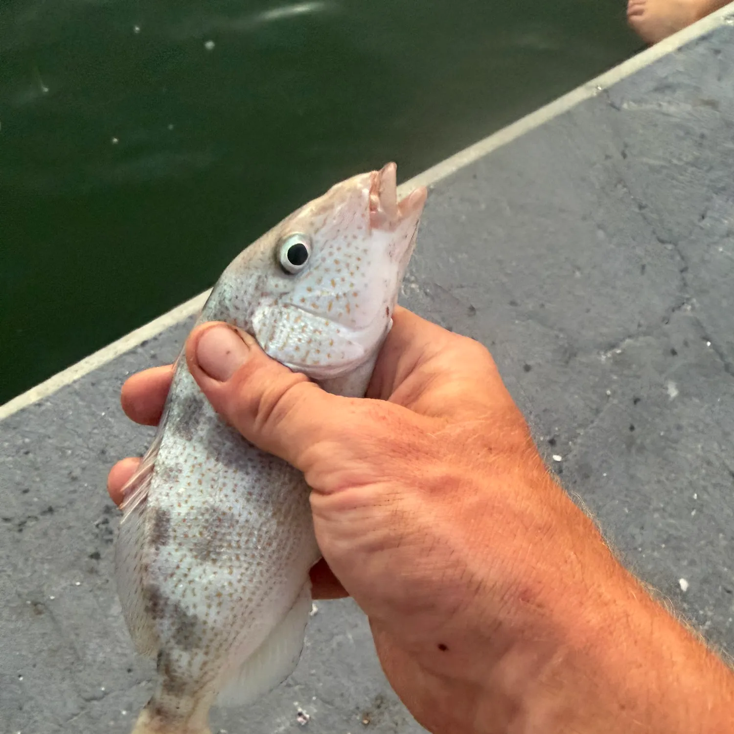 The most recent Pinfish catches on Fishbrain