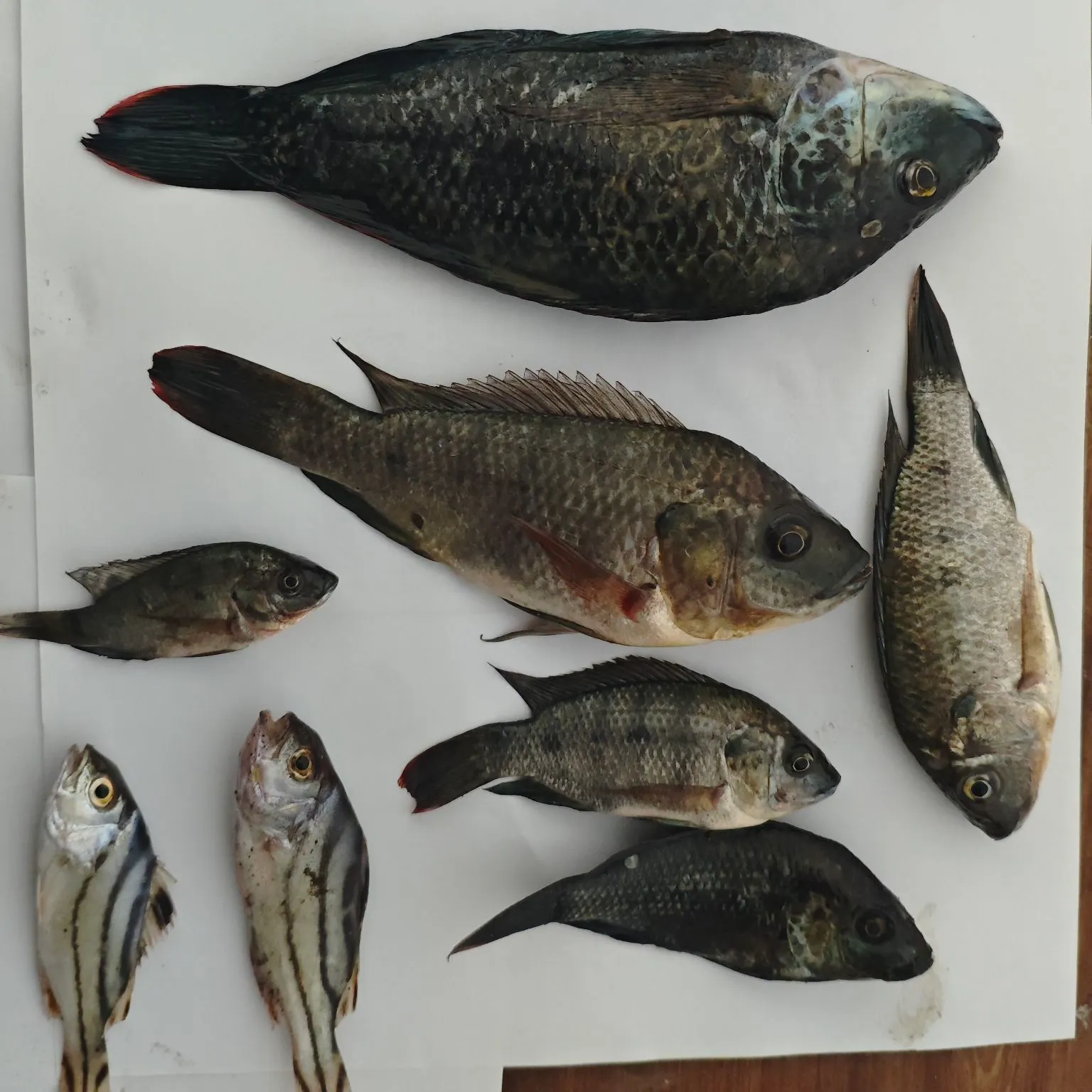 recently logged catches