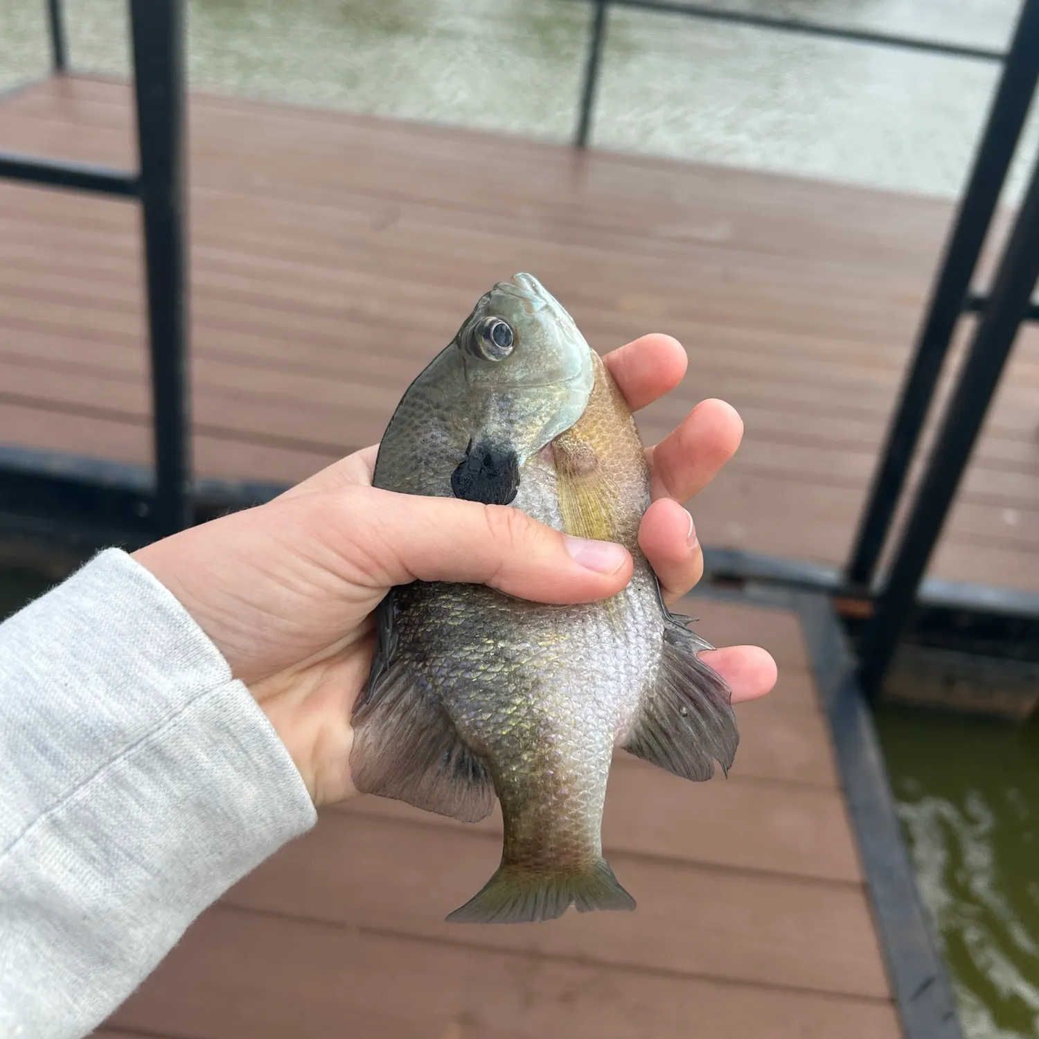 Bluegill caught on Fishbrain