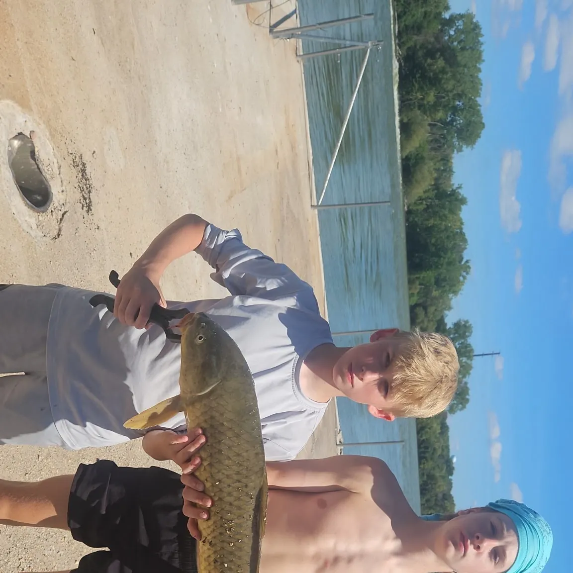 Common carp caught on Fishbrain