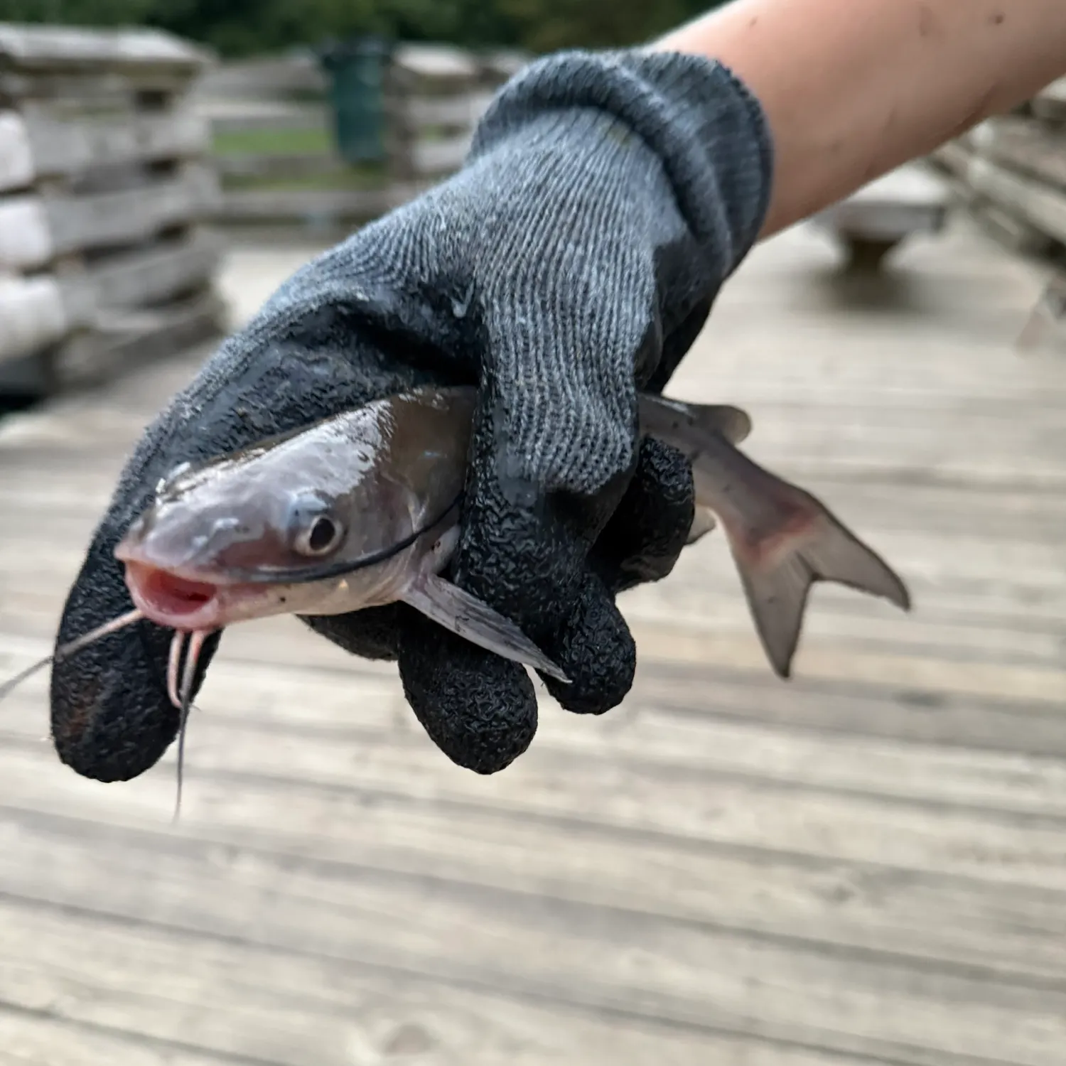 Channel catfish caught on Fishbrain