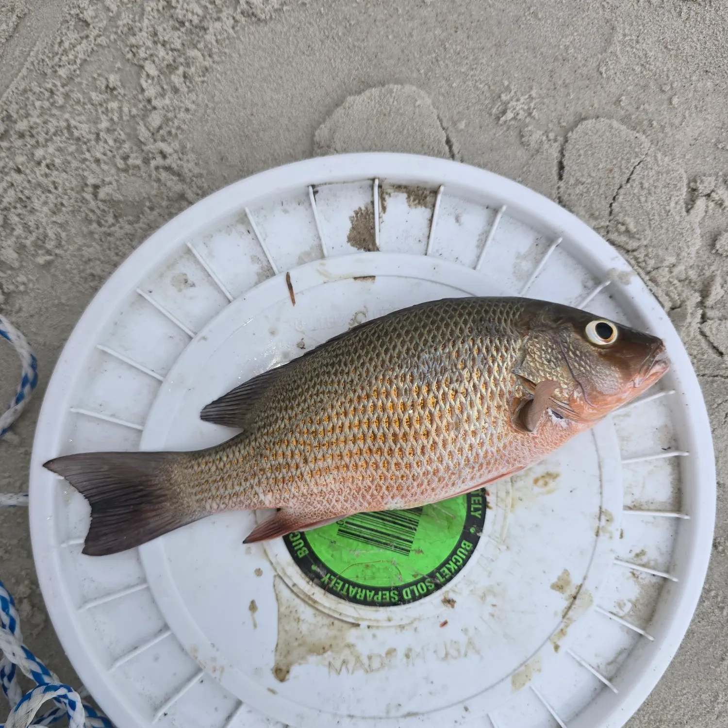 The most recent Mangrove snapper catches on Fishbrain