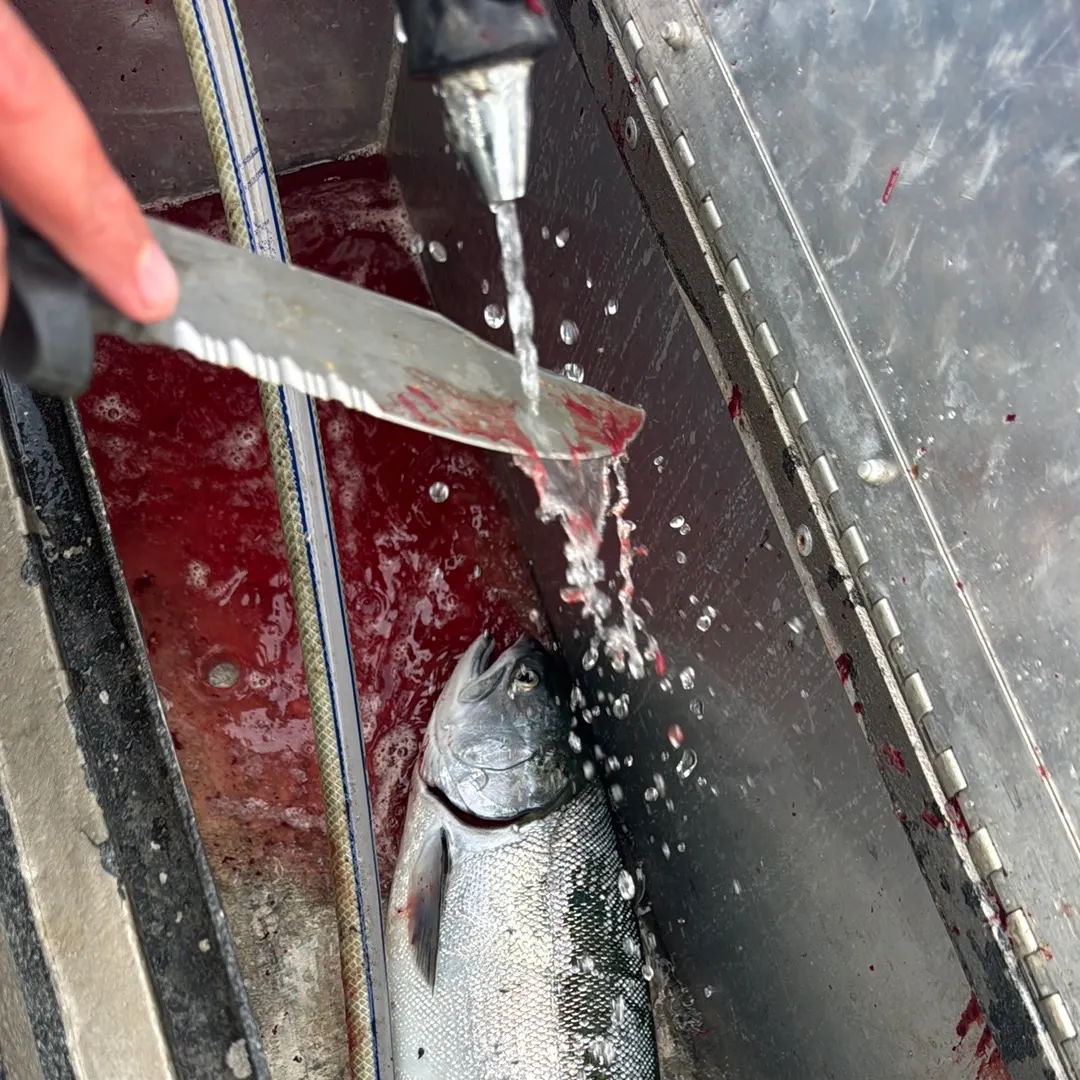 Coho salmon caught on Fishbrain