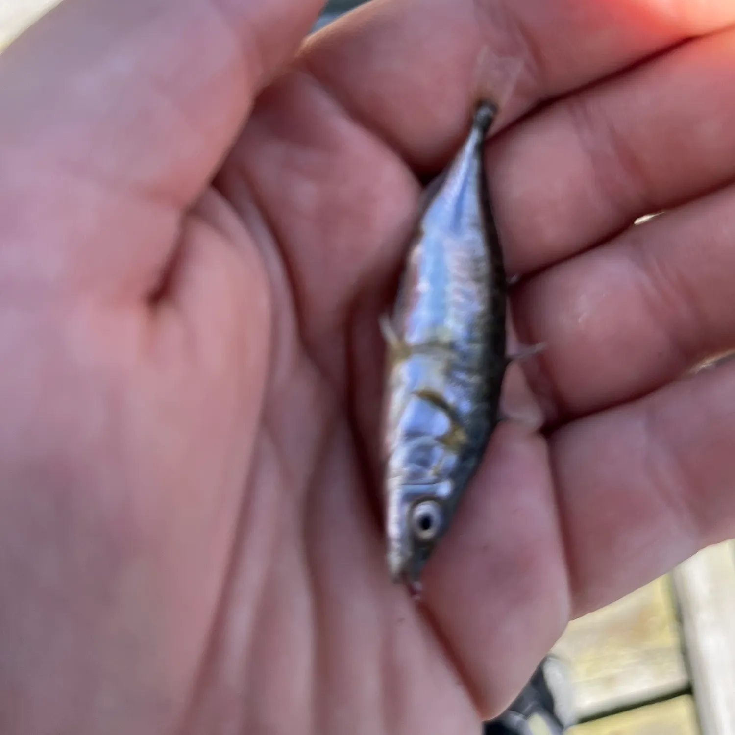 The most recent Three-spined stickleback catches on Fishbrain
