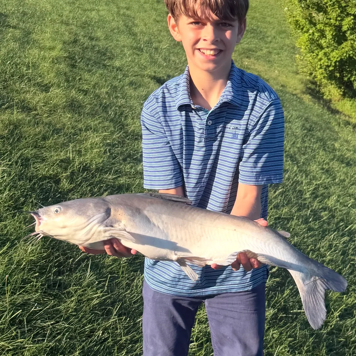 Blue catfish caught on Fishbrain