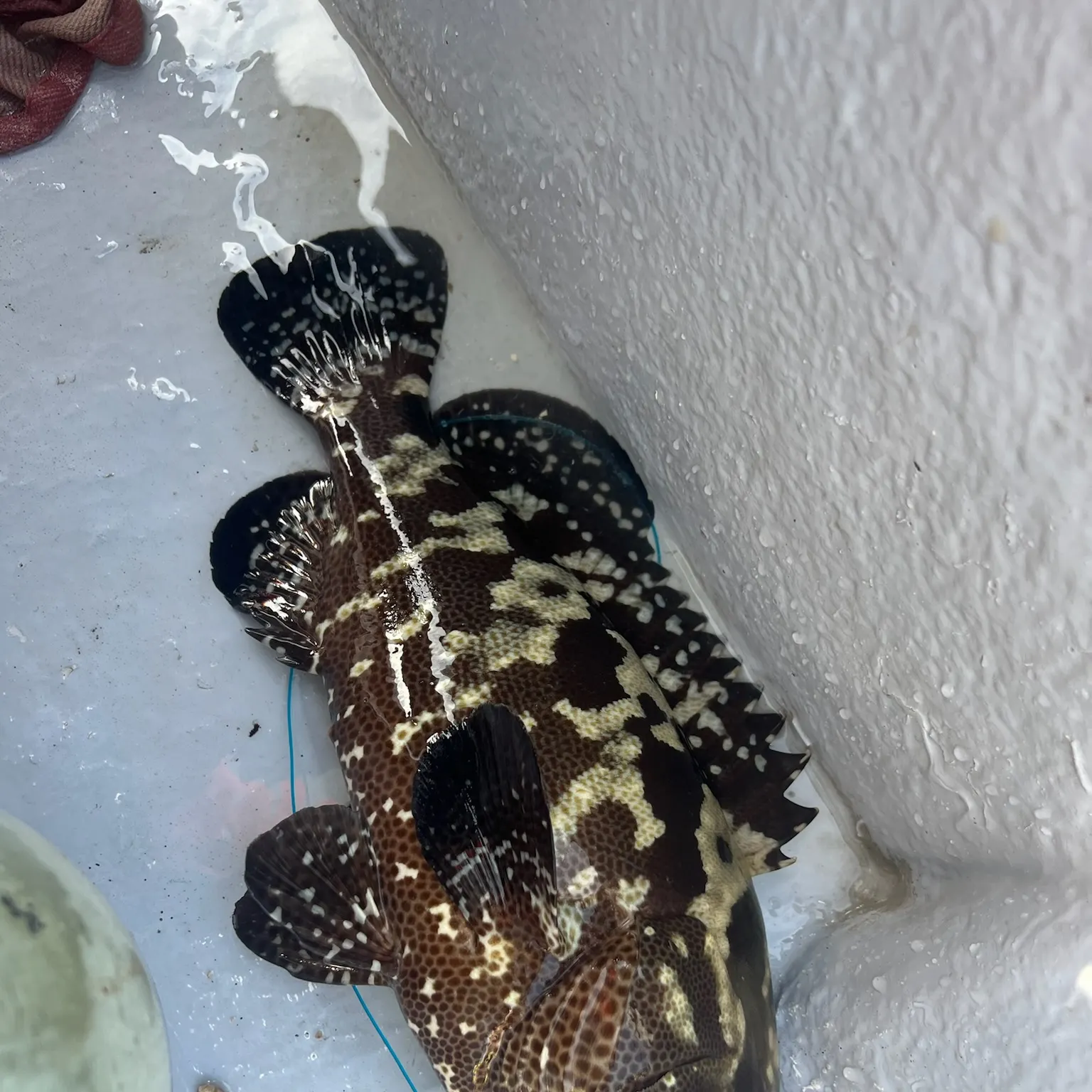 The most recent Brown-marbled grouper catches on Fishbrain