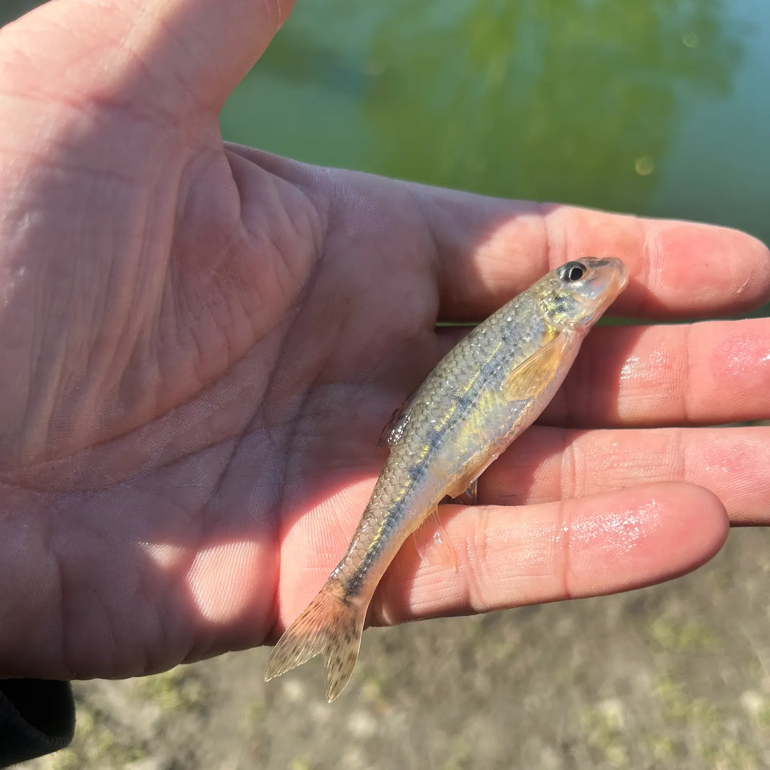 The most recent Gudgeon catches on Fishbrain