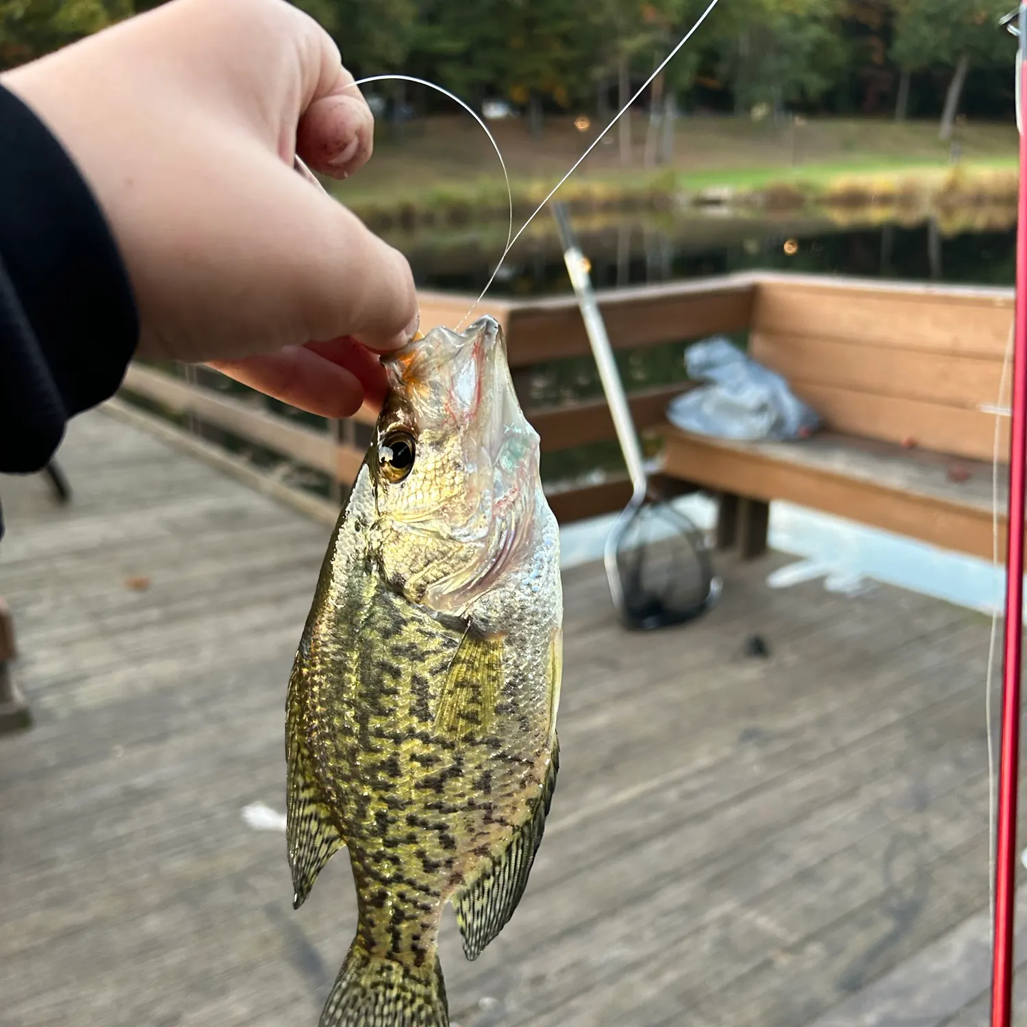 Black crappie caught on Fishbrain