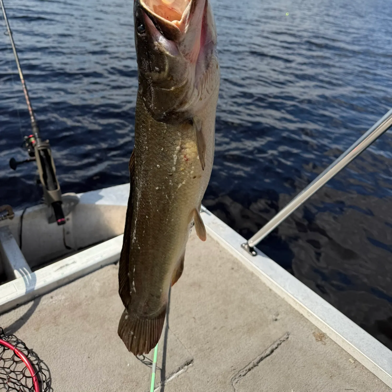 Ruddy bowfin caught on Fishbrain