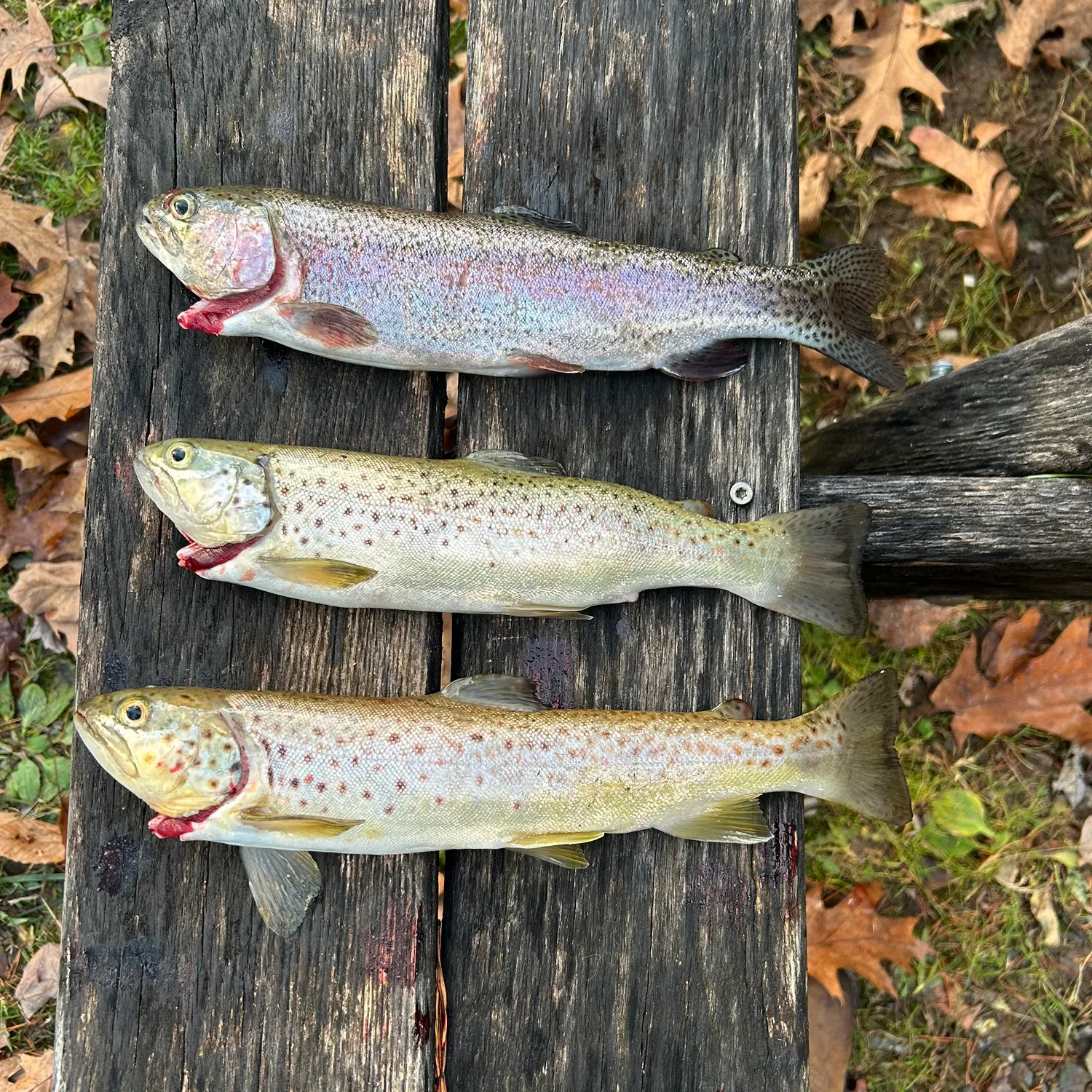 recently logged catches