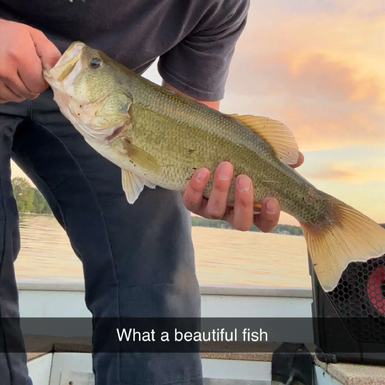 Largemouth bass caught on Fishbrain
