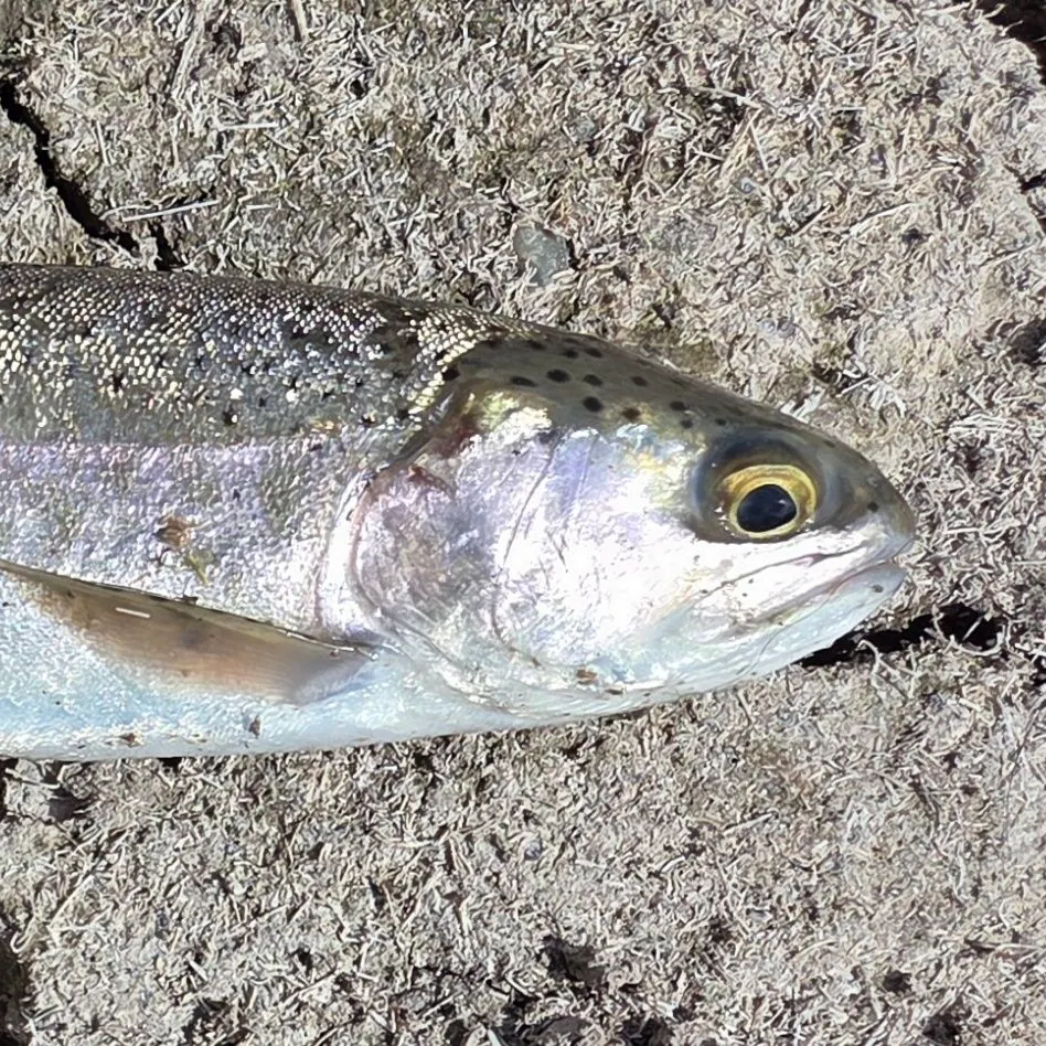 Rainbow trout caught on Fishbrain