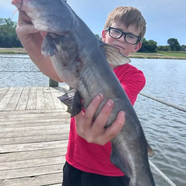 Blue catfish caught on Fishbrain