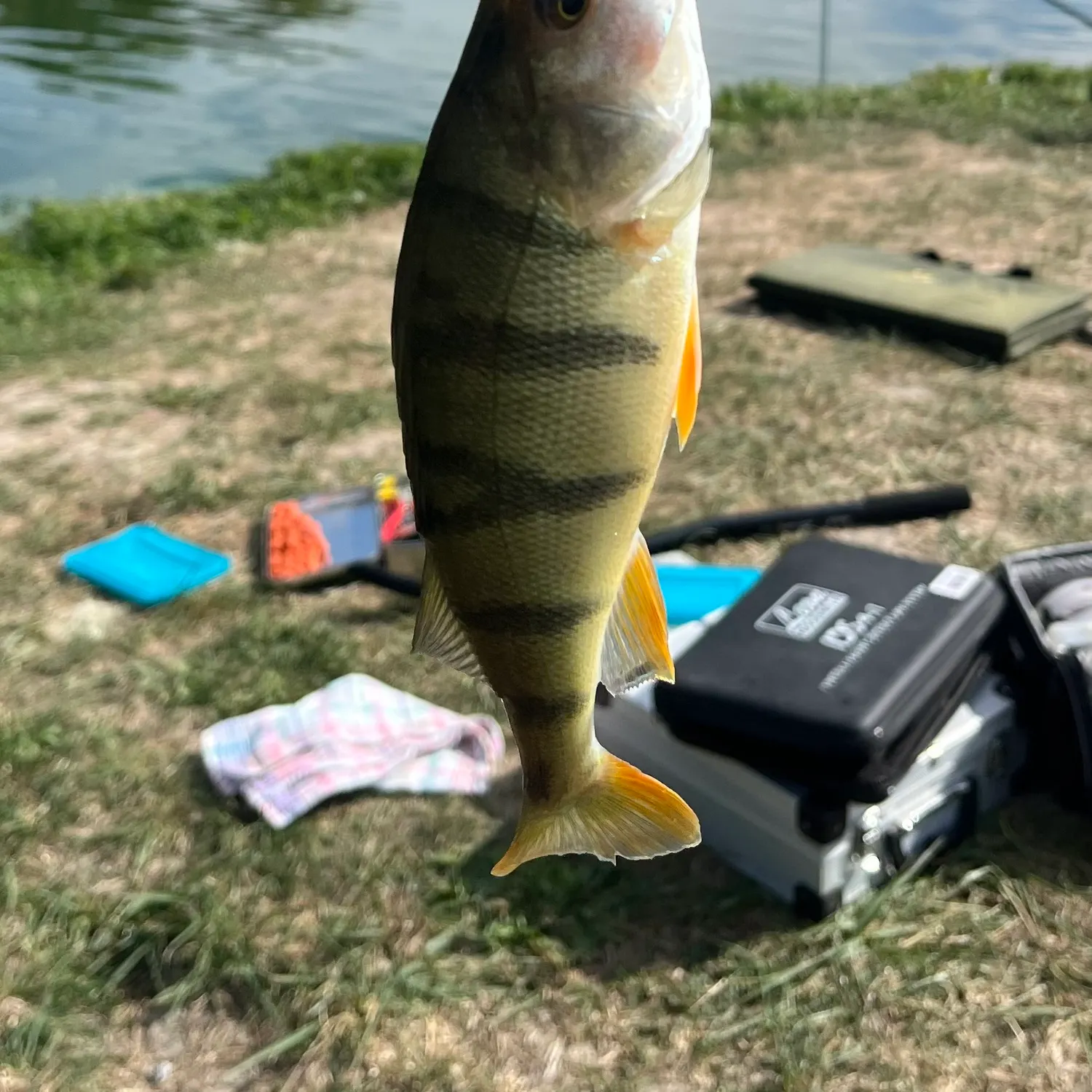 European perch caught on Fishbrain