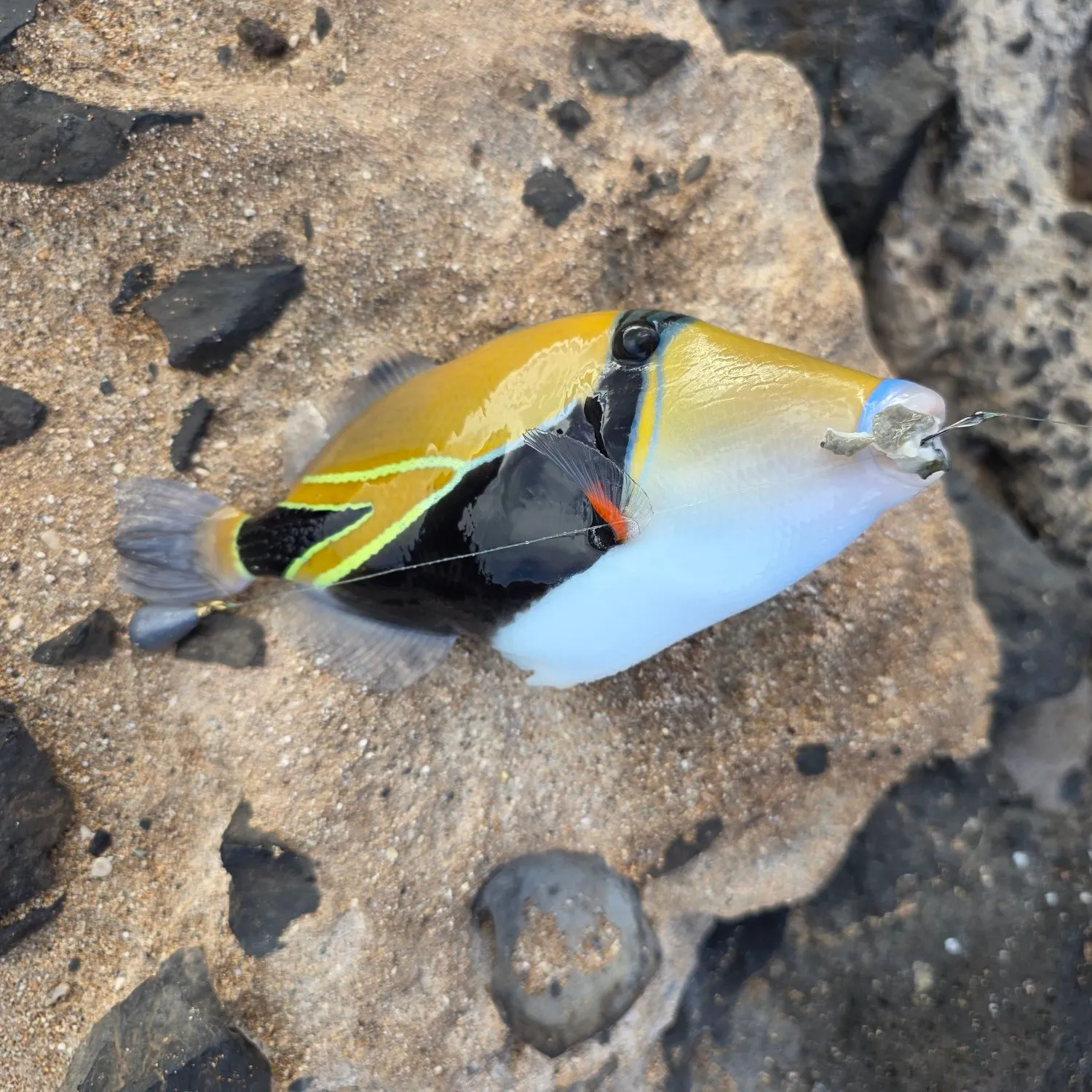 The most recent Wedge-tail triggerfish catches on Fishbrain