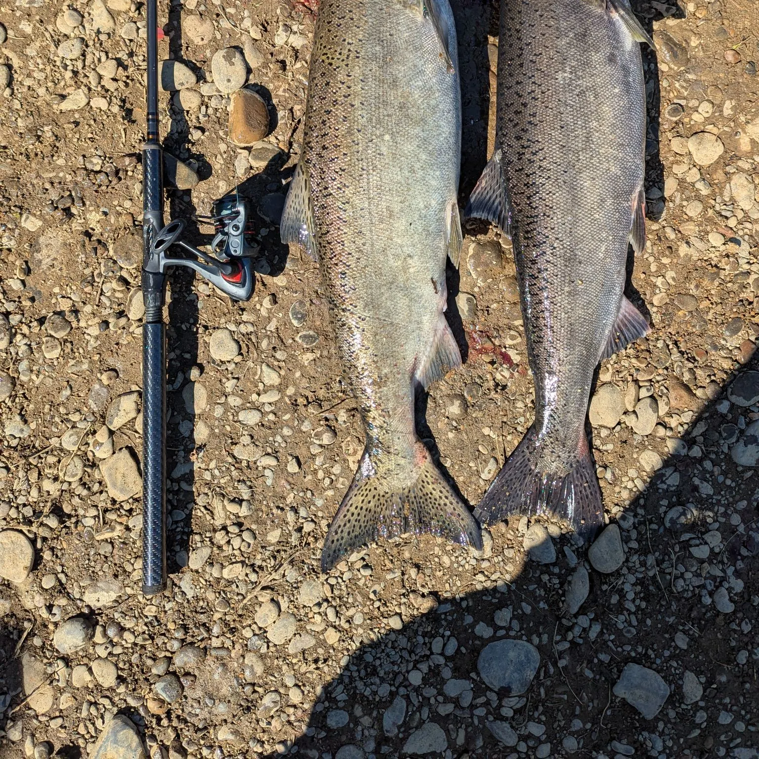 Chinook salmon caught on Fishbrain