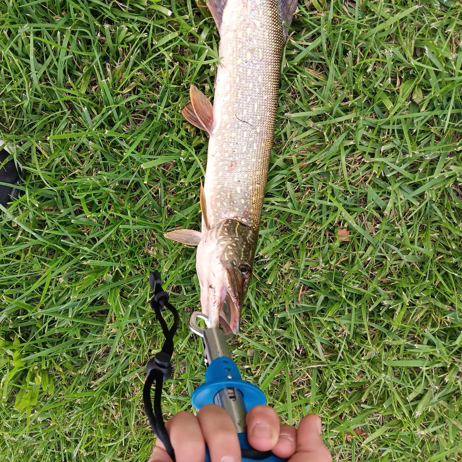 Northern pike caught on Fishbrain