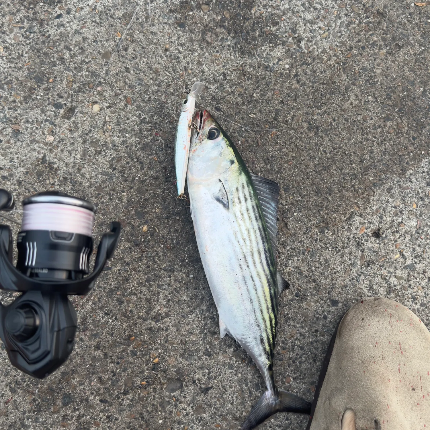 The most recent Striped bonito catches on Fishbrain