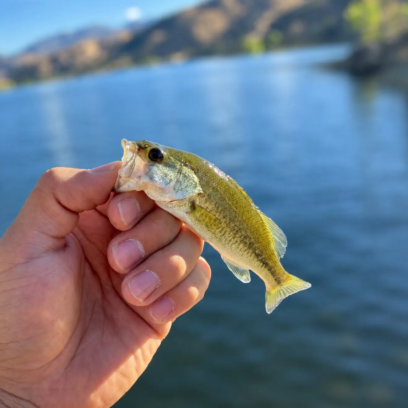 Spotted bass caught on Fishbrain