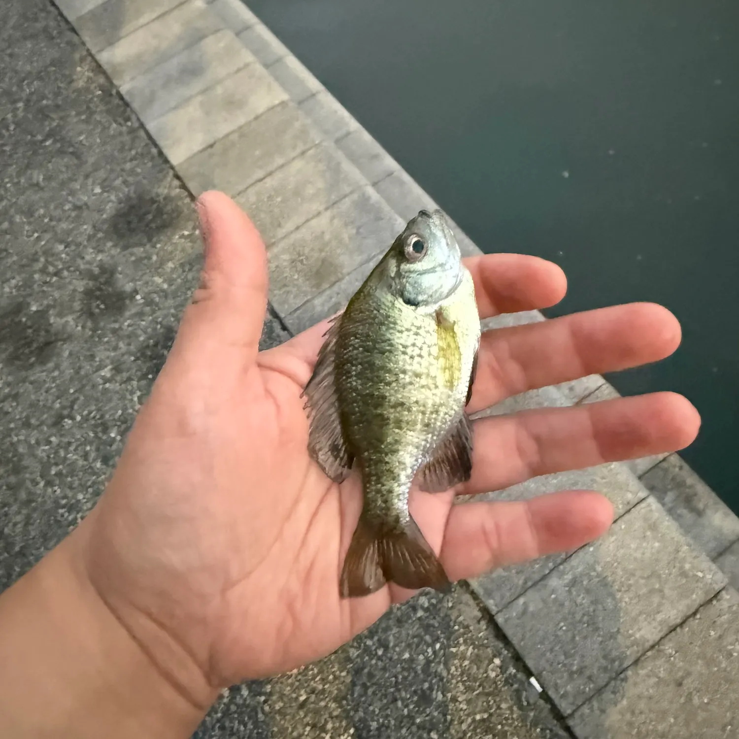 Bluegill caught on Fishbrain