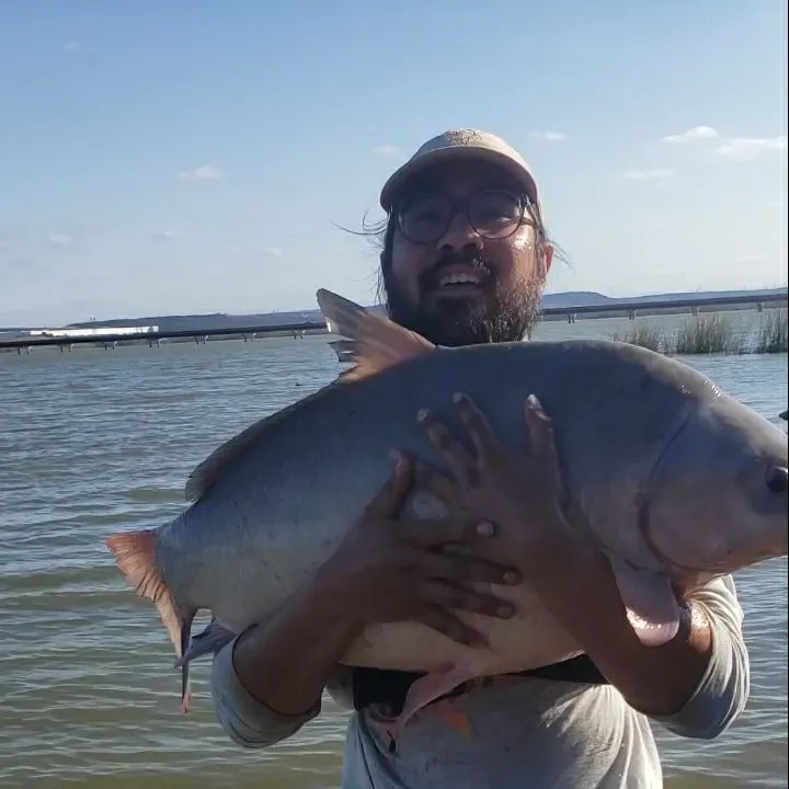 The most recent Smallmouth buffalo catches on Fishbrain