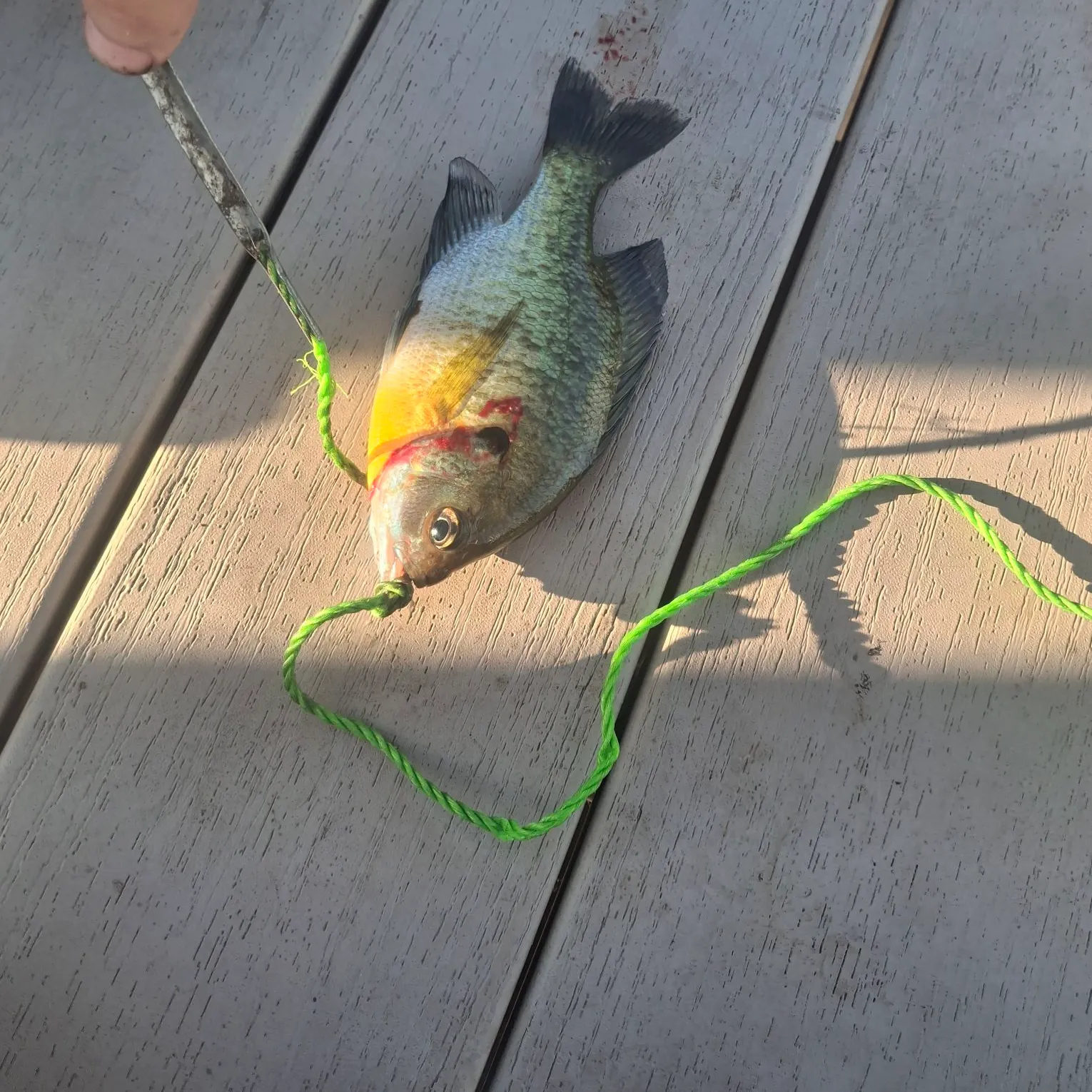 recently logged catches