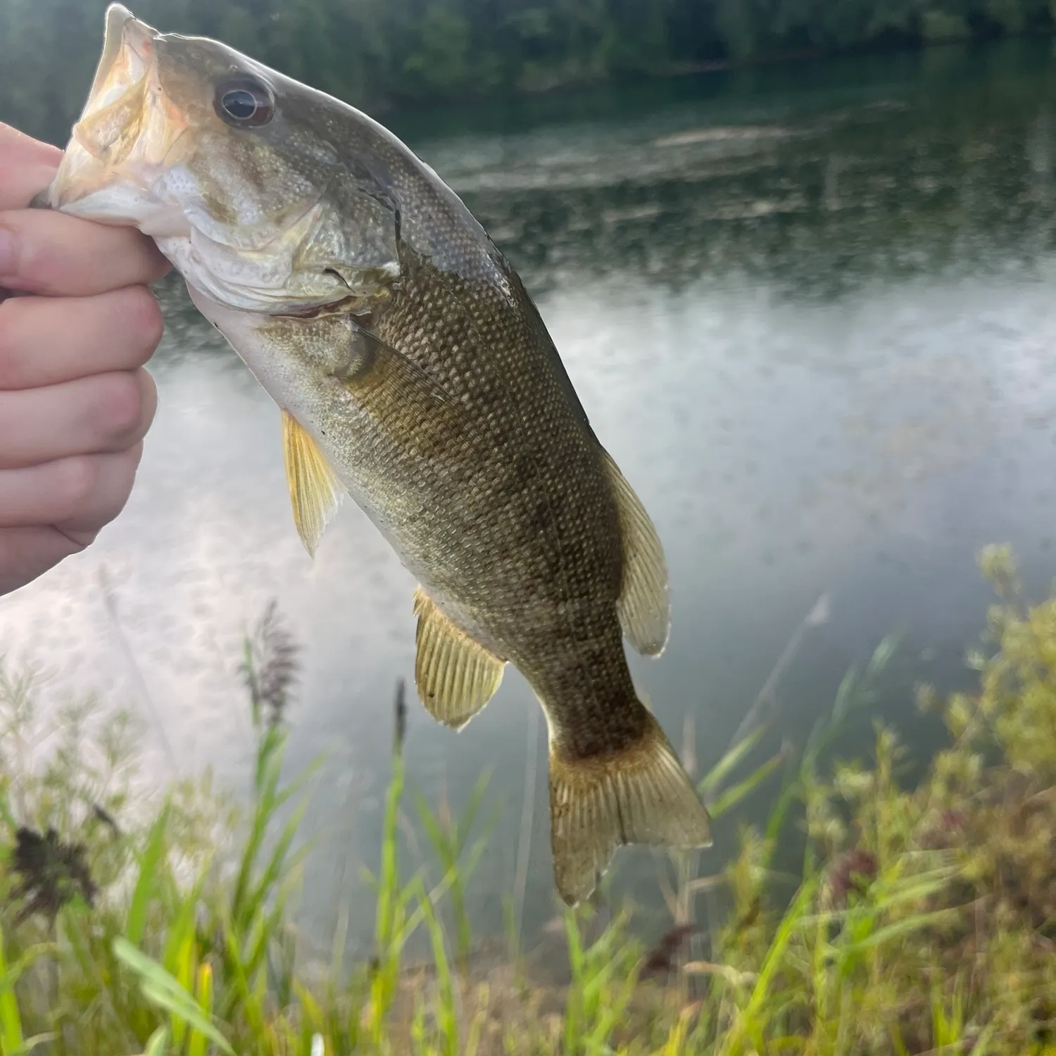 Smallmouth bass caught on Fishbrain