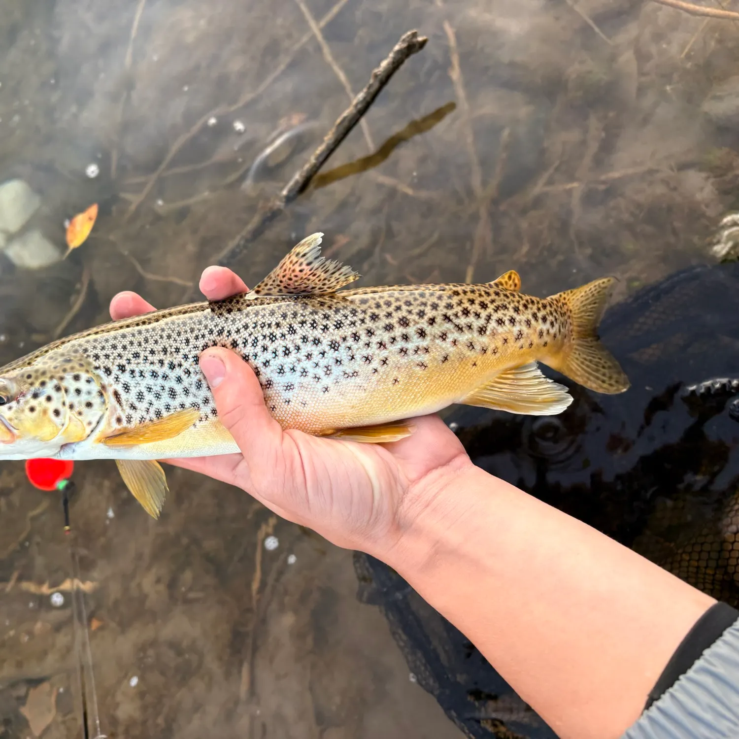 Brown trout caught on Fishbrain