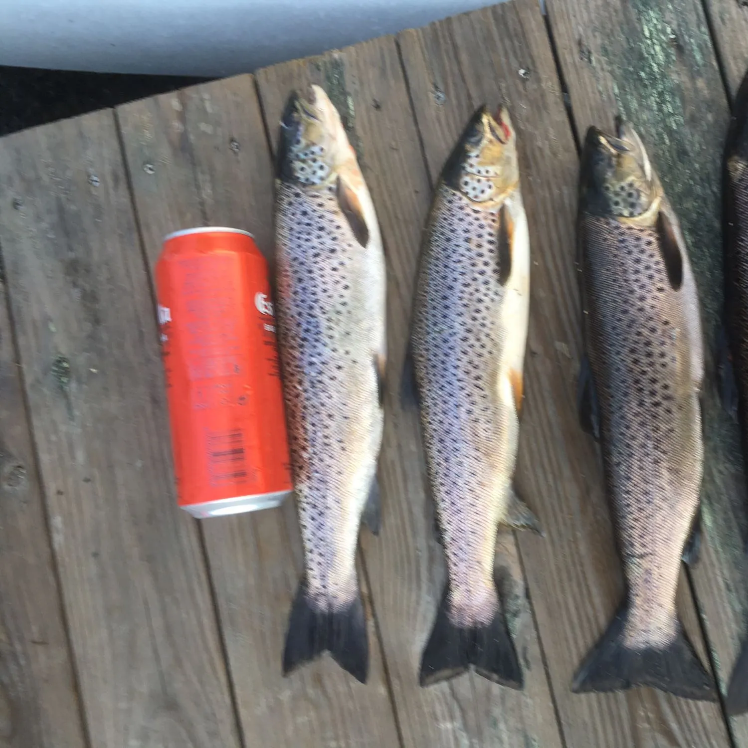 recently logged catches