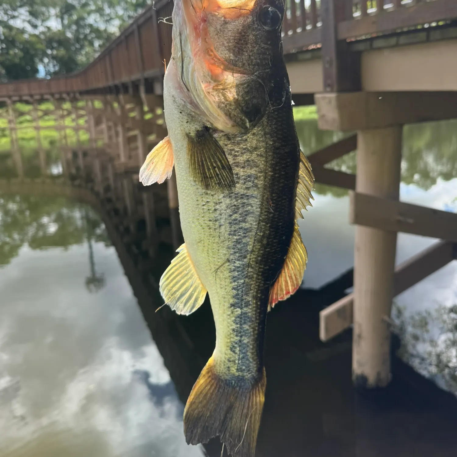 Largemouth bass caught on Fishbrain