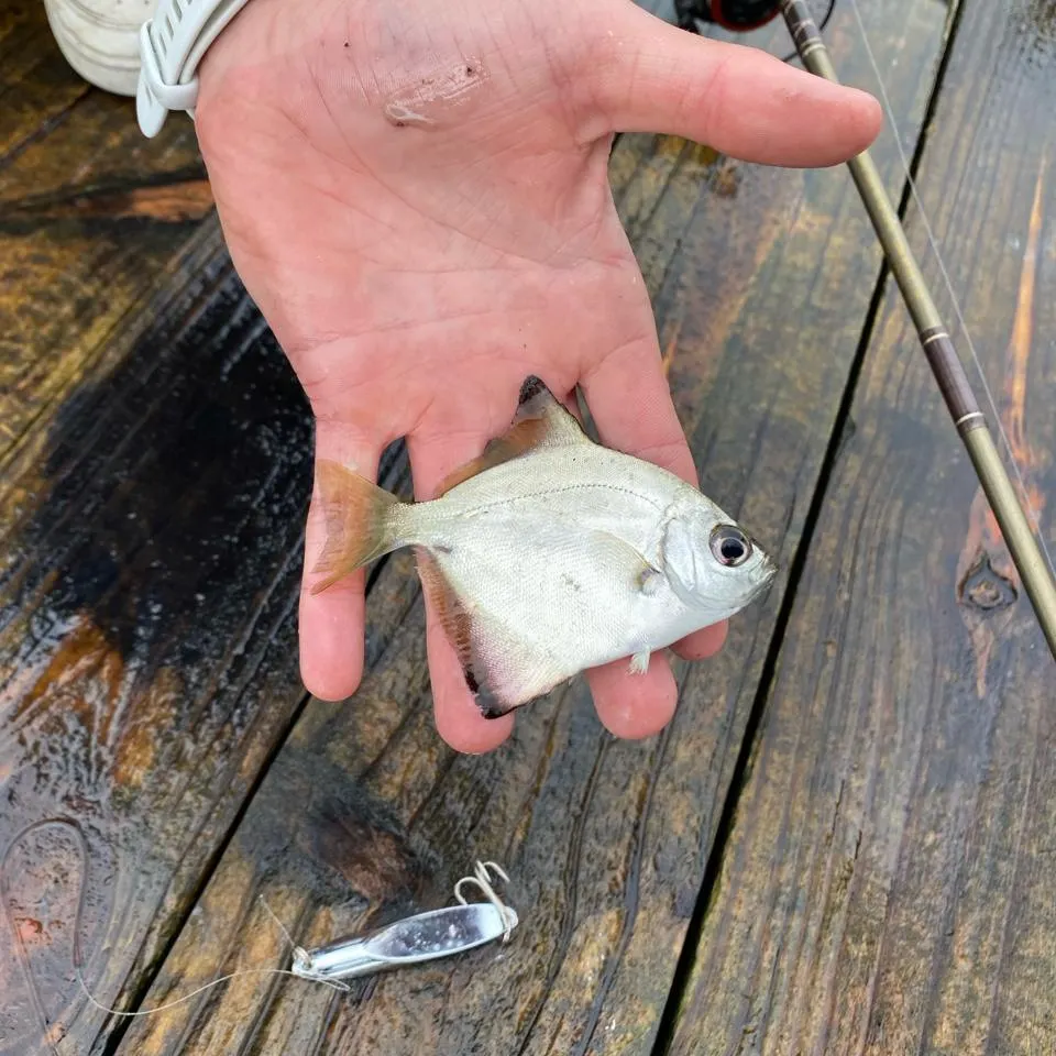 angler catch