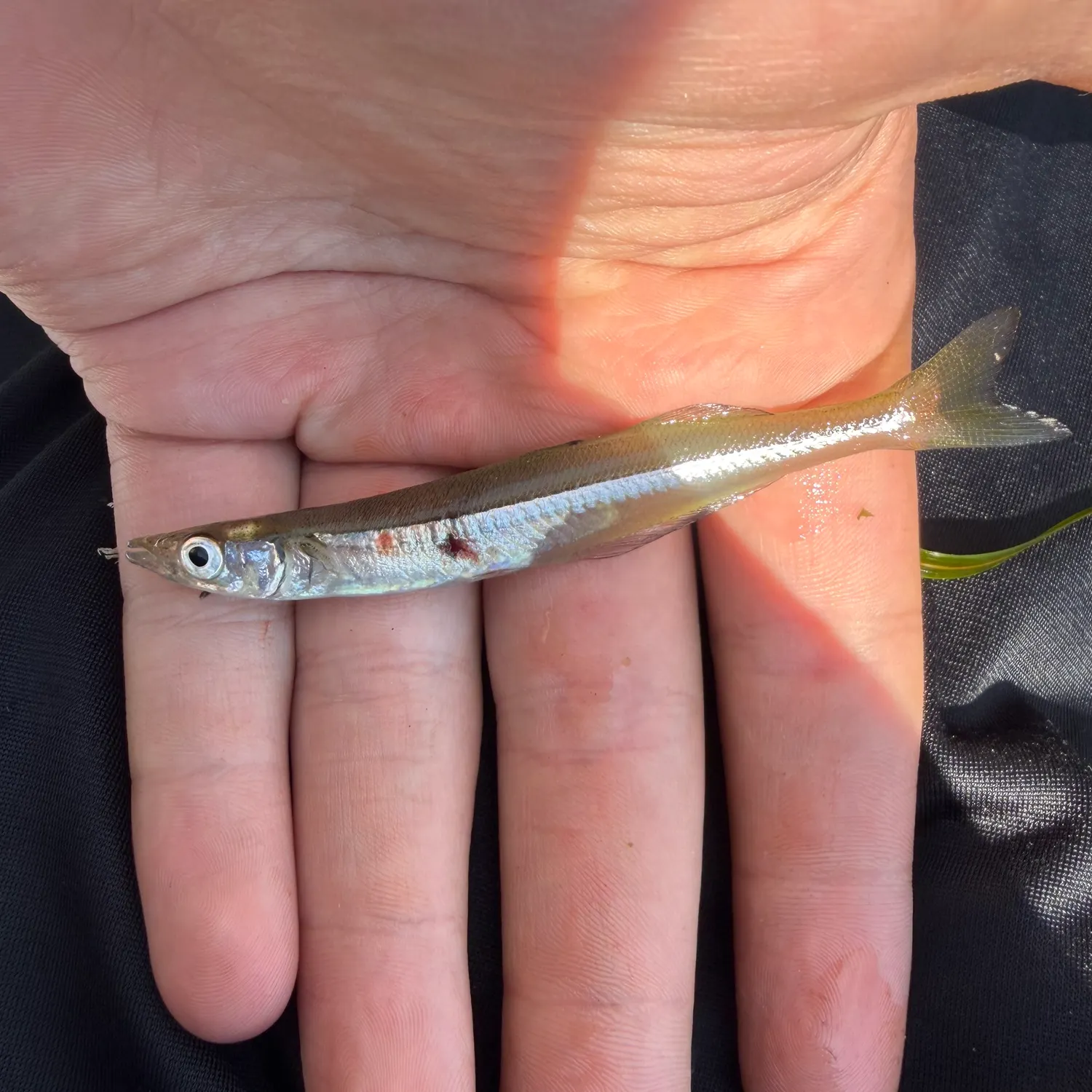 The most recent Emerald shiner catches on Fishbrain