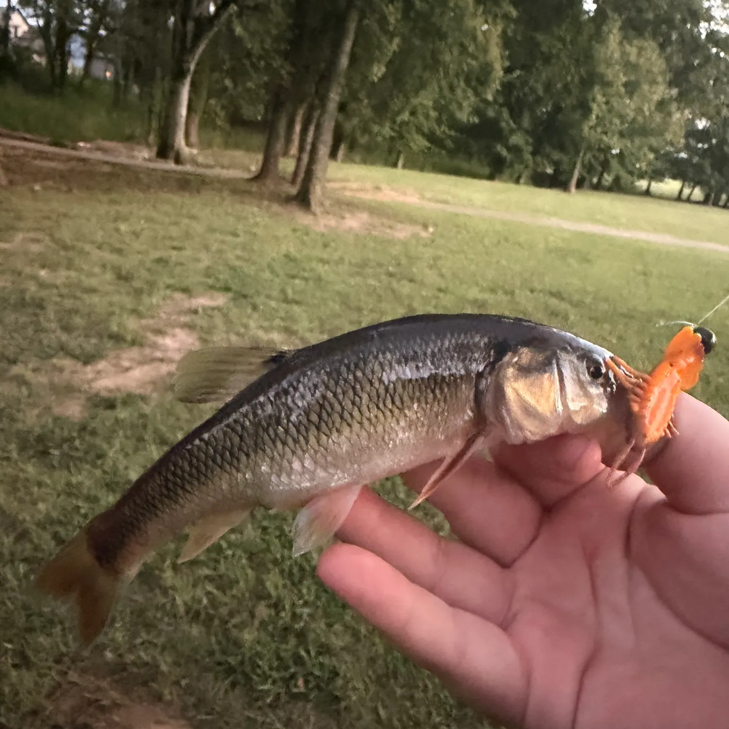The most recent Creek chub catches on Fishbrain