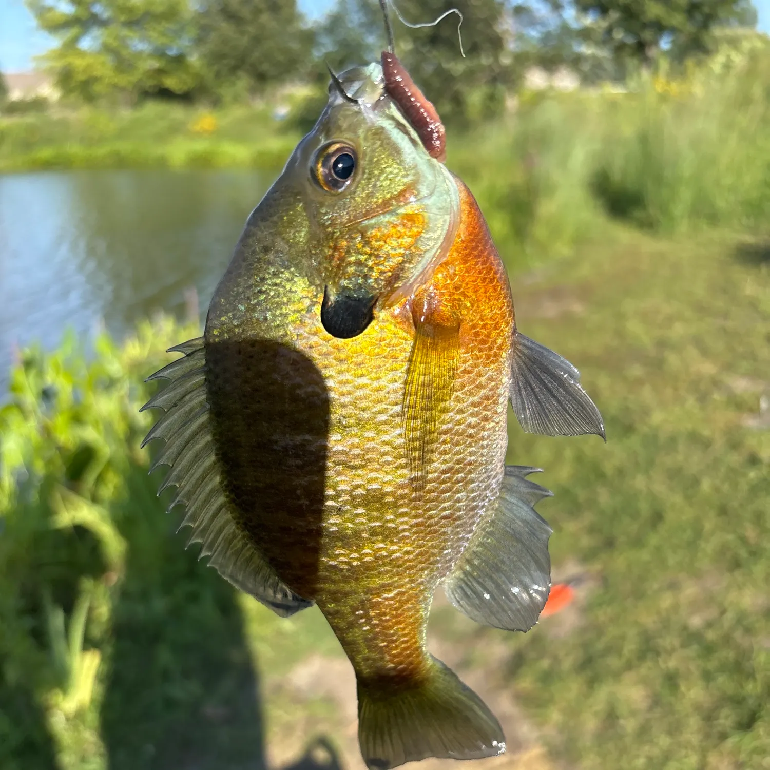Bluegill caught on Fishbrain