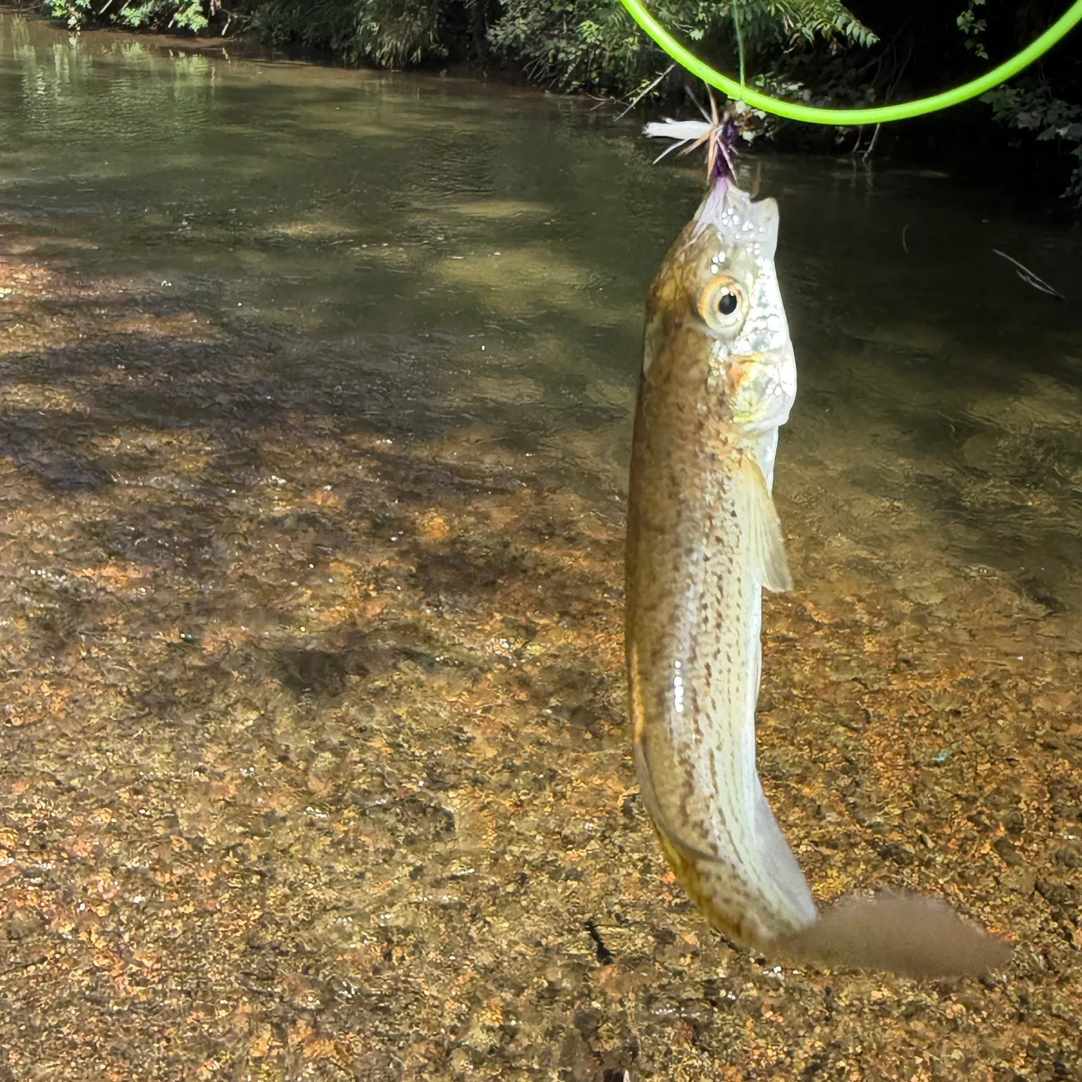 The most recent Northern studfish catches on Fishbrain