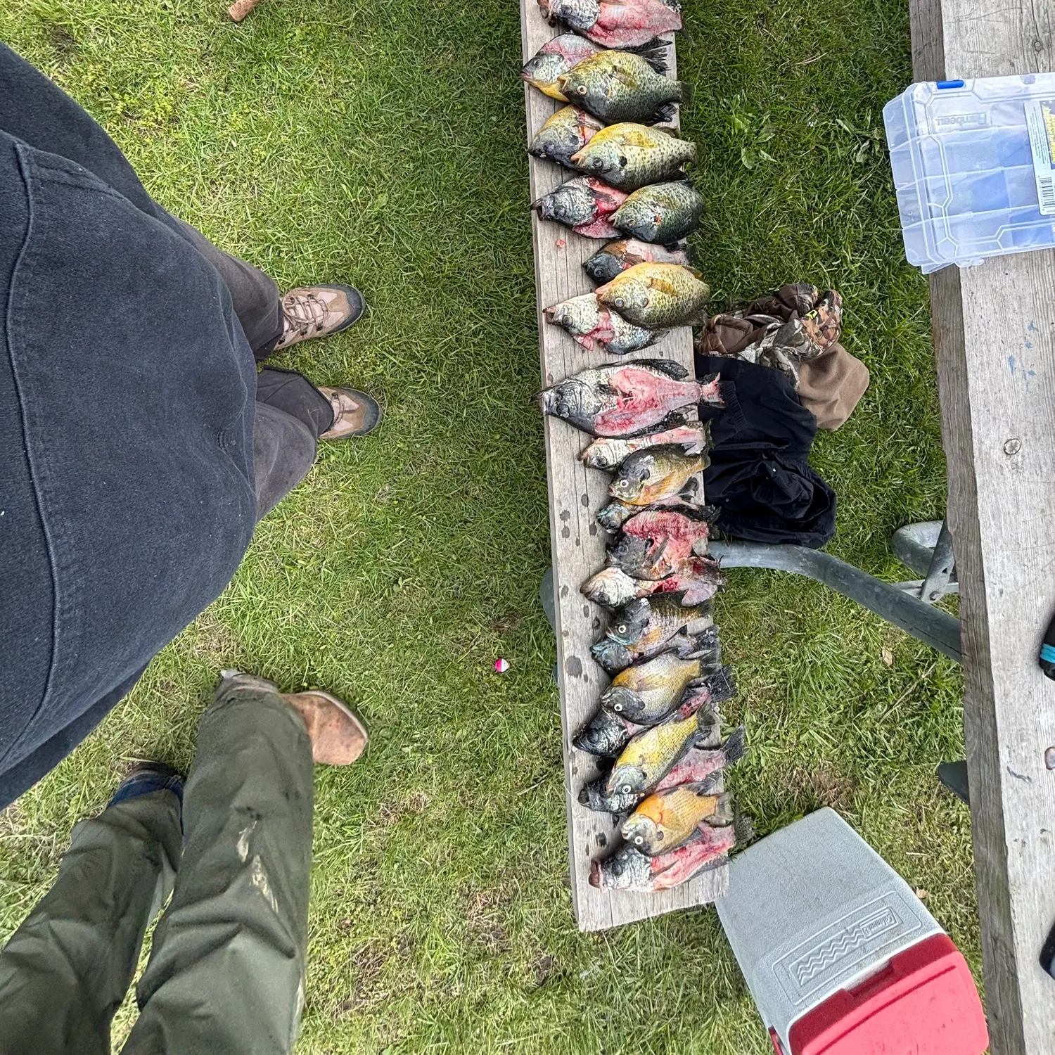 recently logged catches