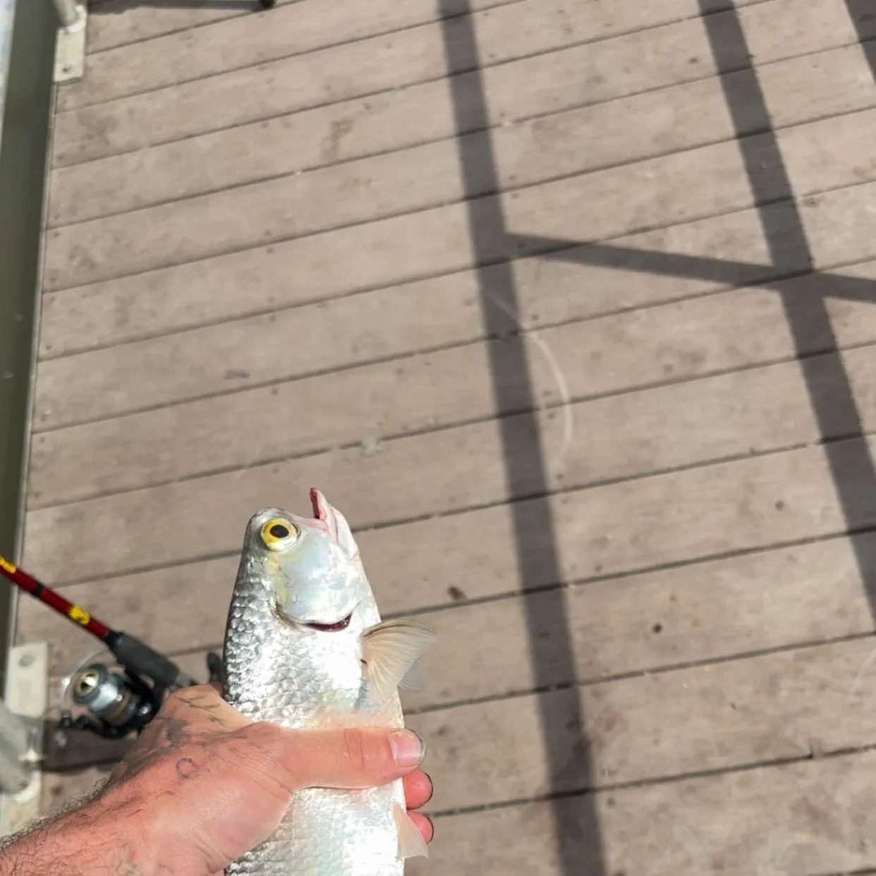 The most recent Goldeye catches on Fishbrain