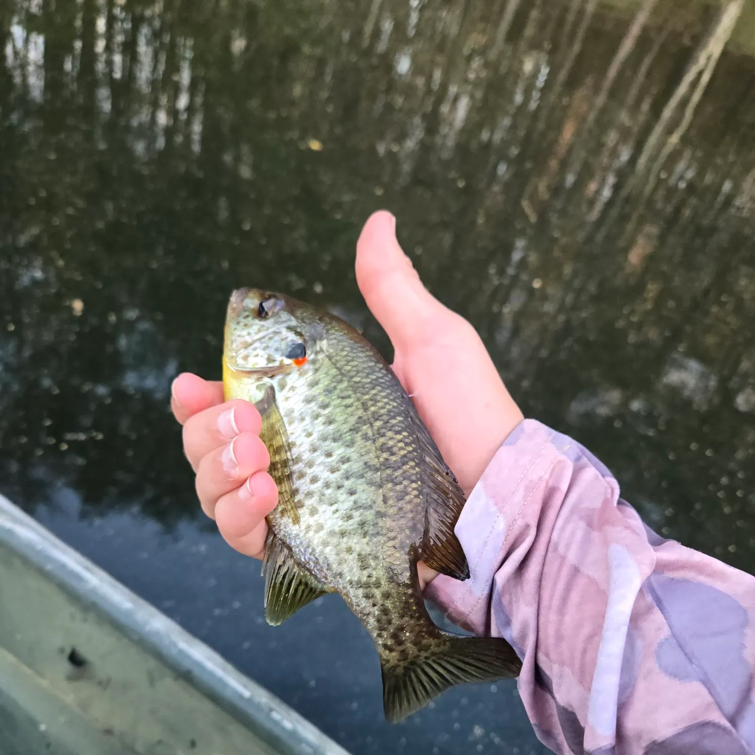 The most recent Redear sunfish catches on Fishbrain