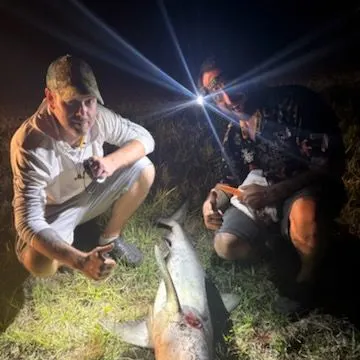 The most recent Bull shark catches on Fishbrain