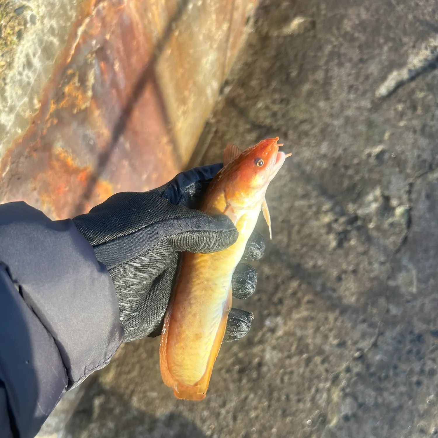 The most recent Three-bearded rockling catches on Fishbrain