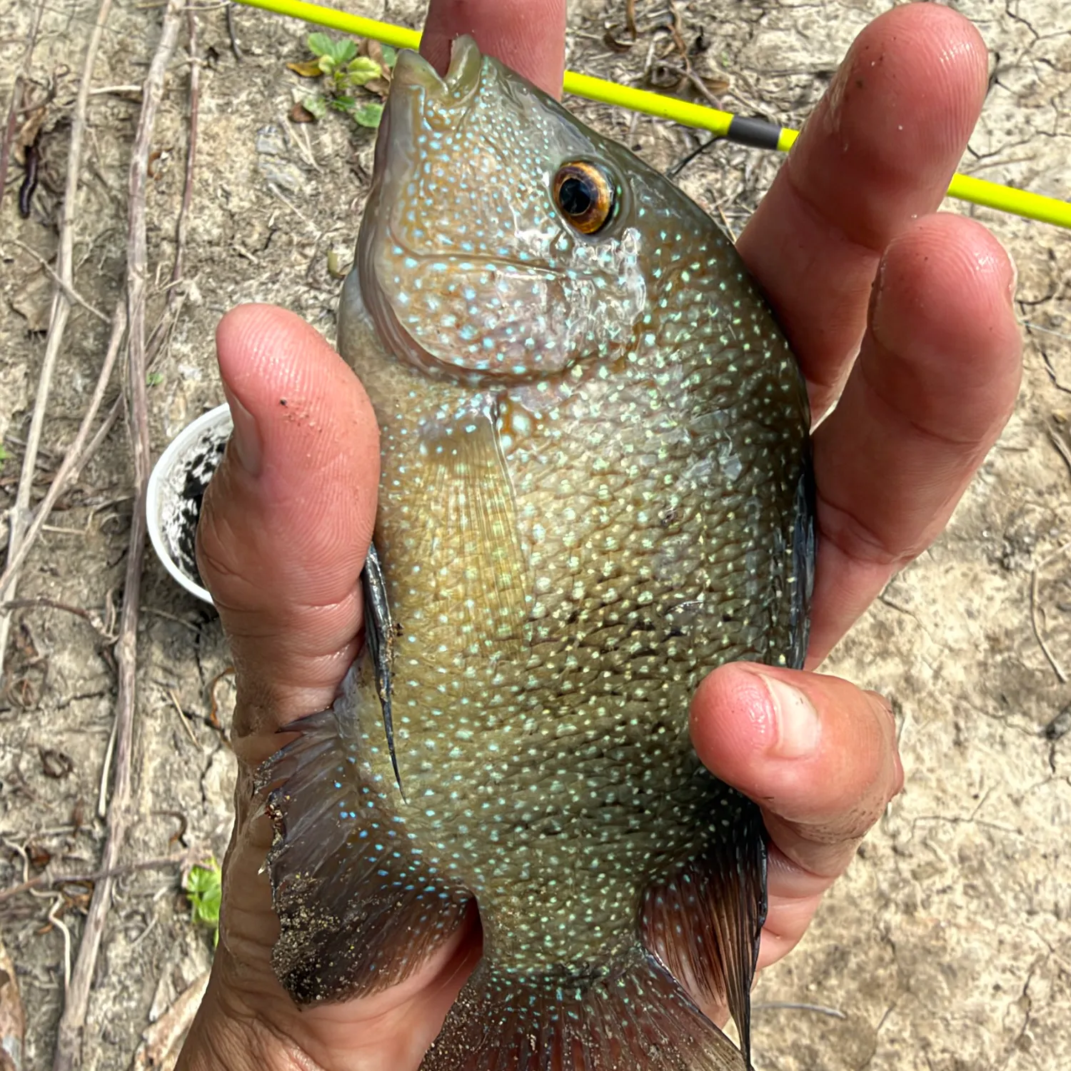 Rio Grande cichlid caught on Fishbrain
