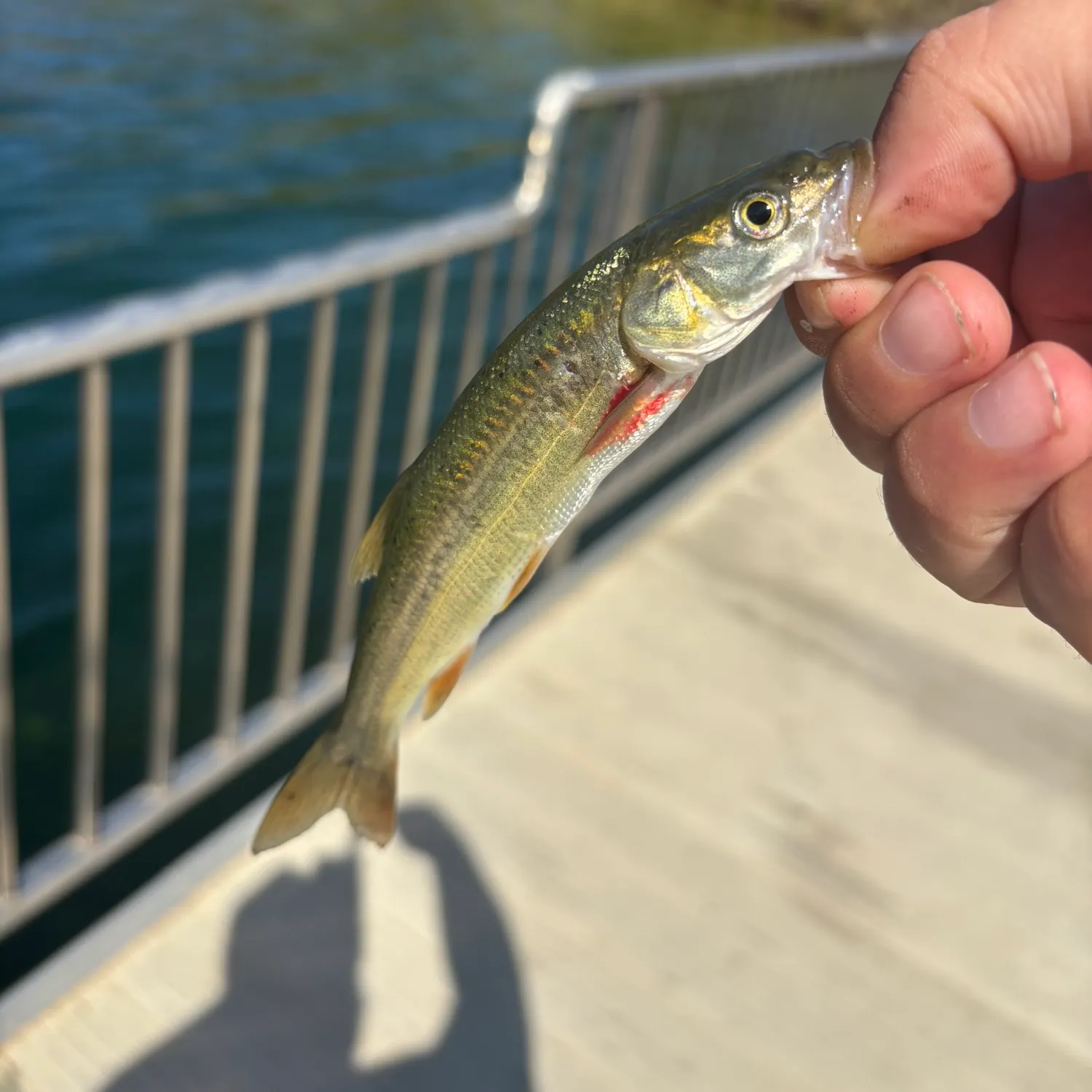Sacramento pikeminnow caught on Fishbrain