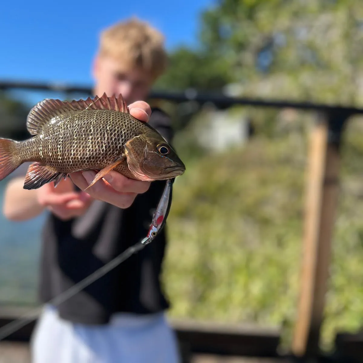 Mangrove red snapper caught on Fishbrain