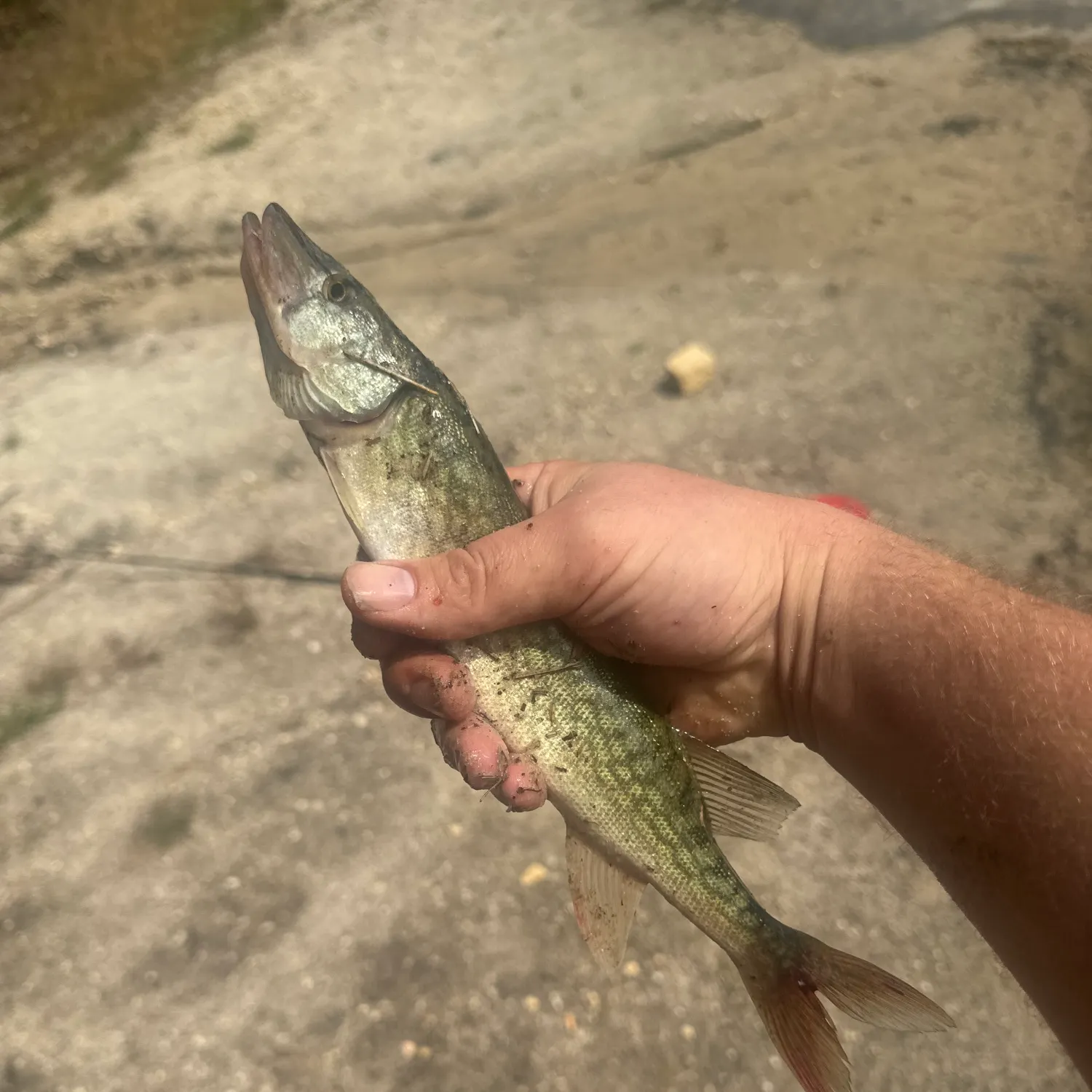 Grass pickerel caught on Fishbrain