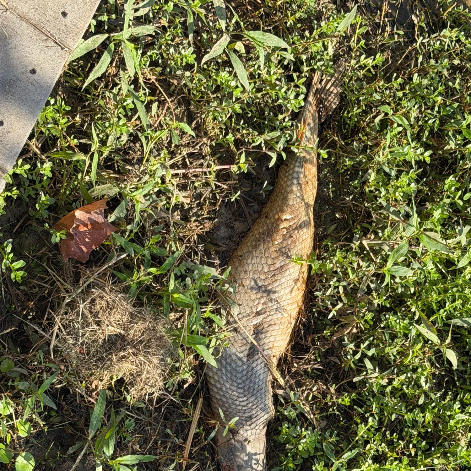 Alligator gar caught on Fishbrain